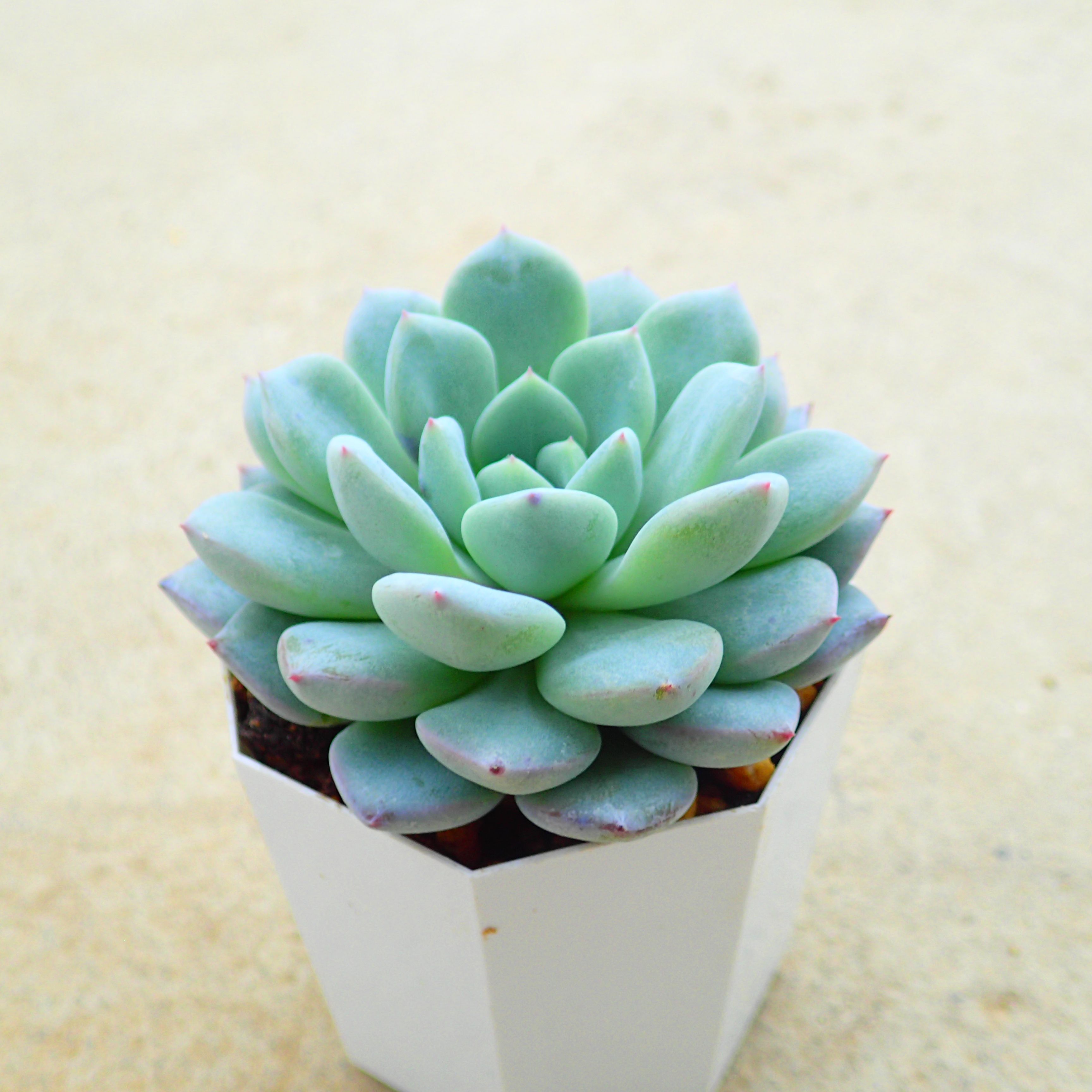 楽天市場】ライムグリーン エケベリア 多肉植物 寄せ植え インテリア