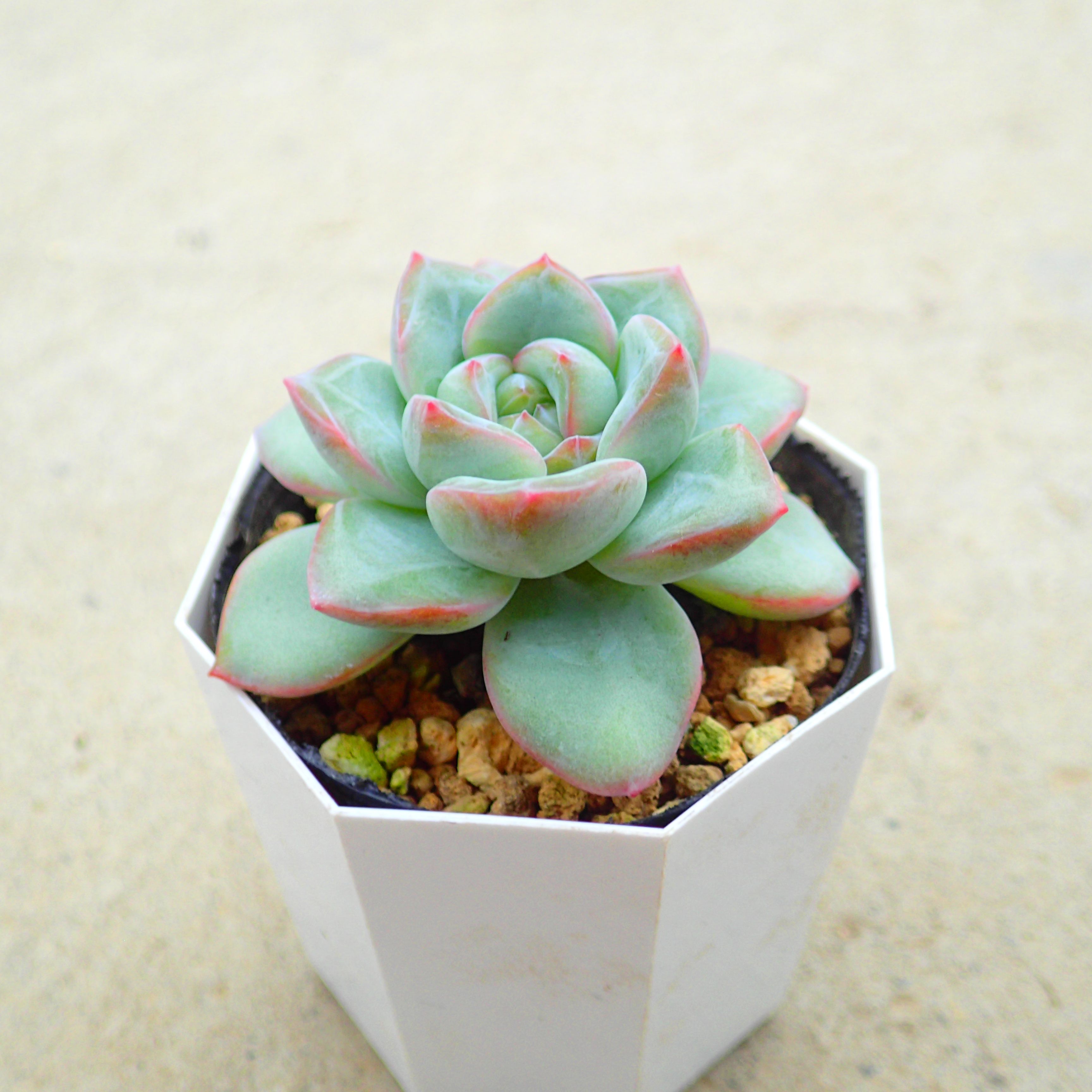 楽天市場】スティールハート エケベリア 多肉植物 サボテン アガベ