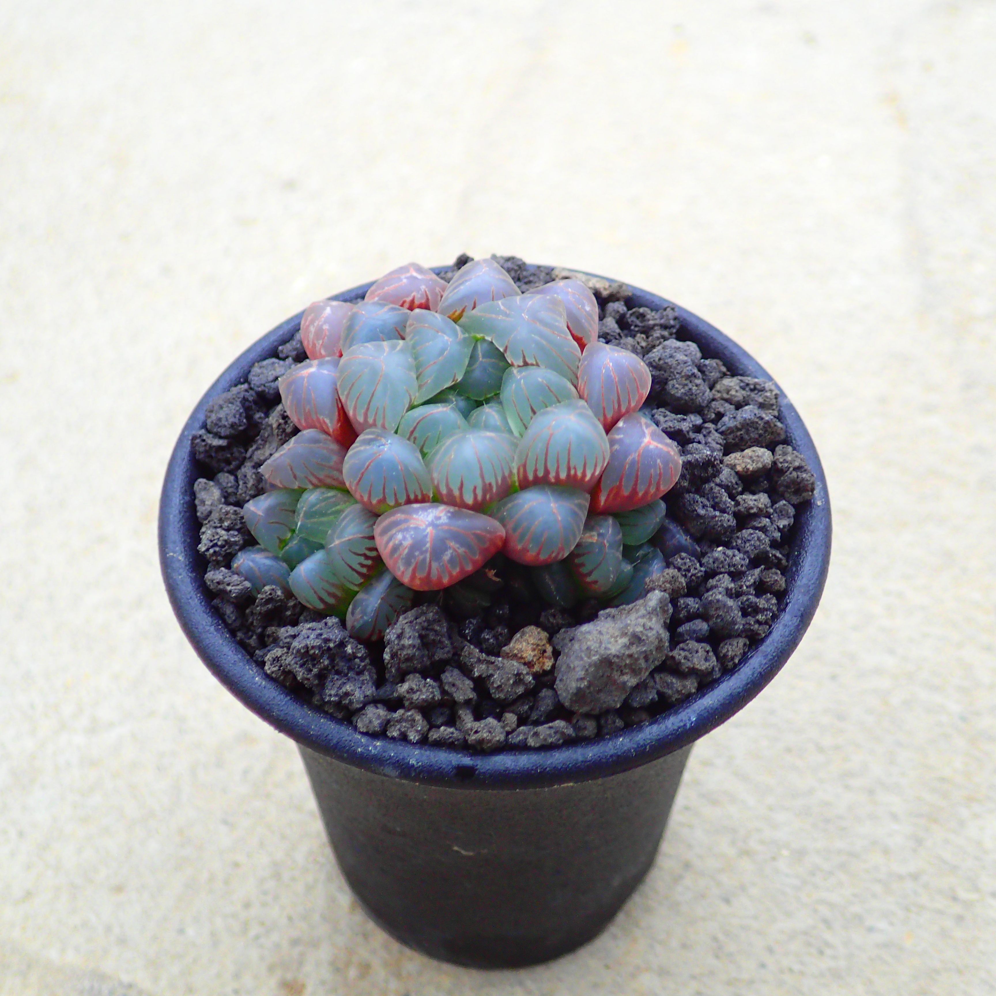 楽天市場】オベサ ユーフォルビア 多肉植物 ビザールプランツ サボテン