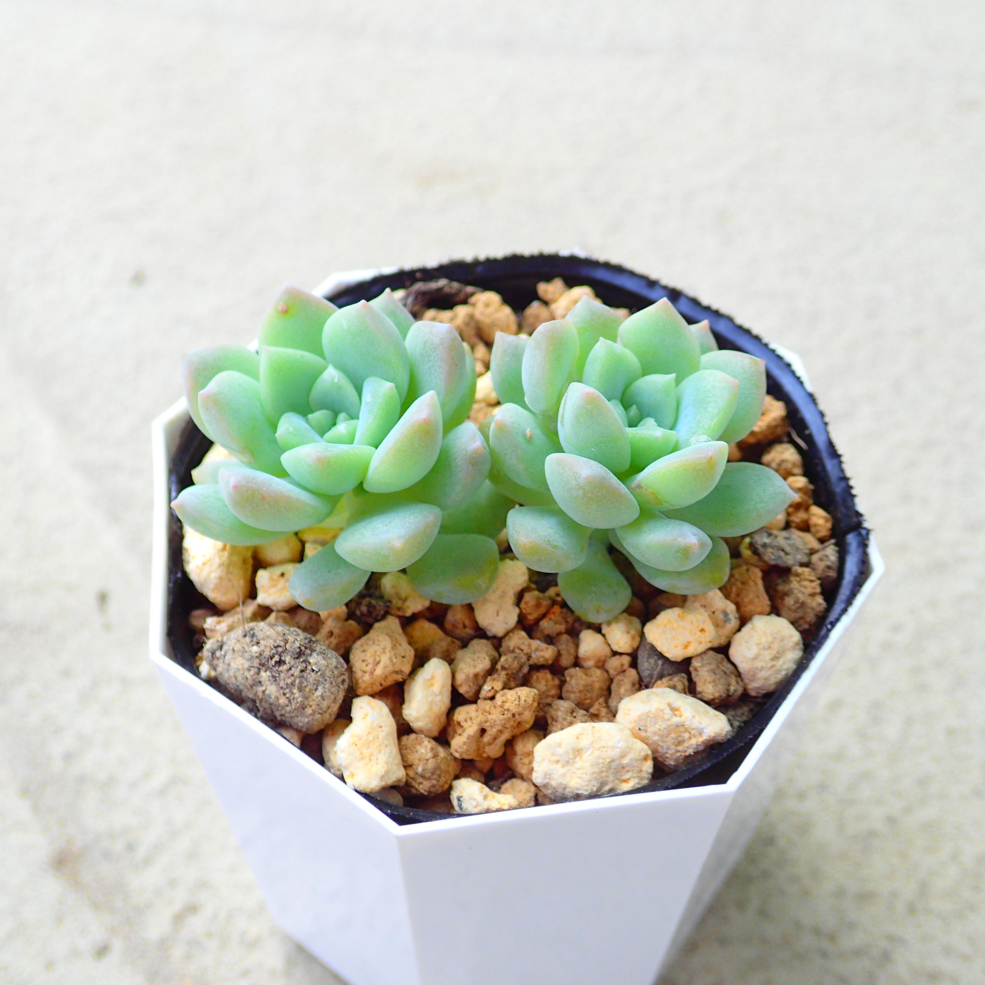 調整中①多肉植物 ちまちま寄せ植え抜き苗 根付き パープルヘイズ セダム 多肉植物 ちまちま寄せ植え 抜き苗 根付きパープルヘイズ セダム
