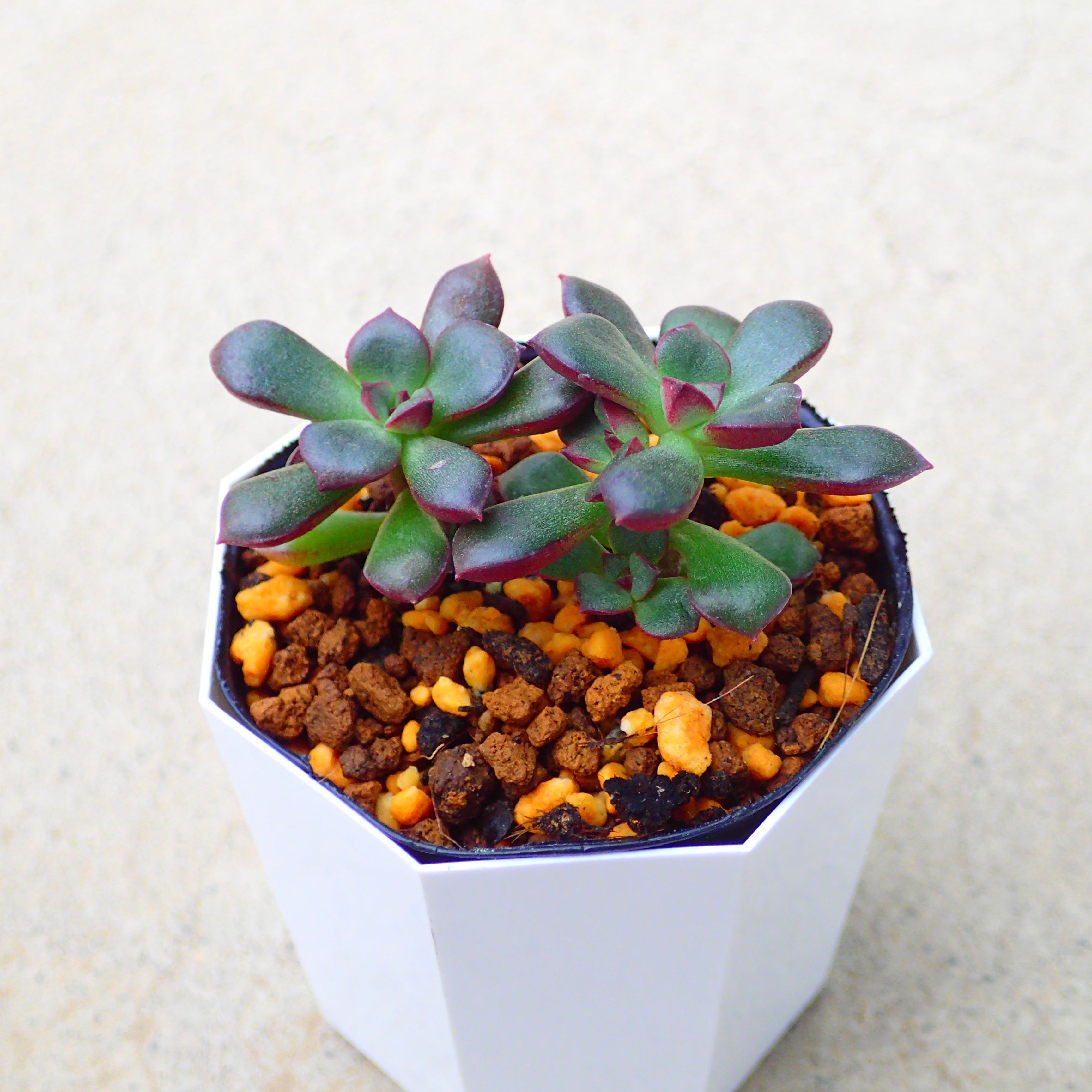 楽天市場】パープルヘイズ セダム 多肉植物 寄せ植え ちま寄せ