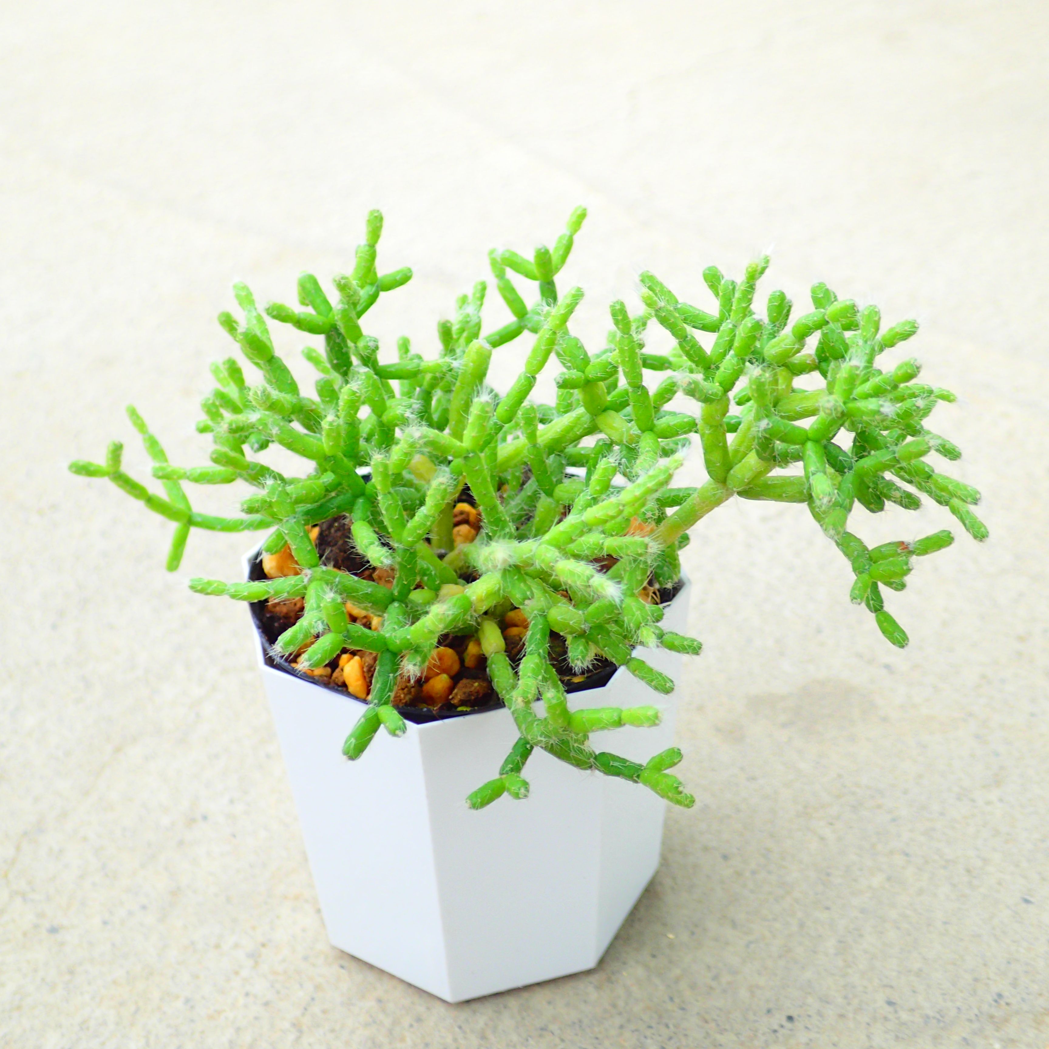 クラビゲラ 発根済 M22 ユーフォルビア 塊根植物 多肉植物 コーデックス クラビゲラ 発根済 M15 ユーフォルビア 塊根植物 多肉植物