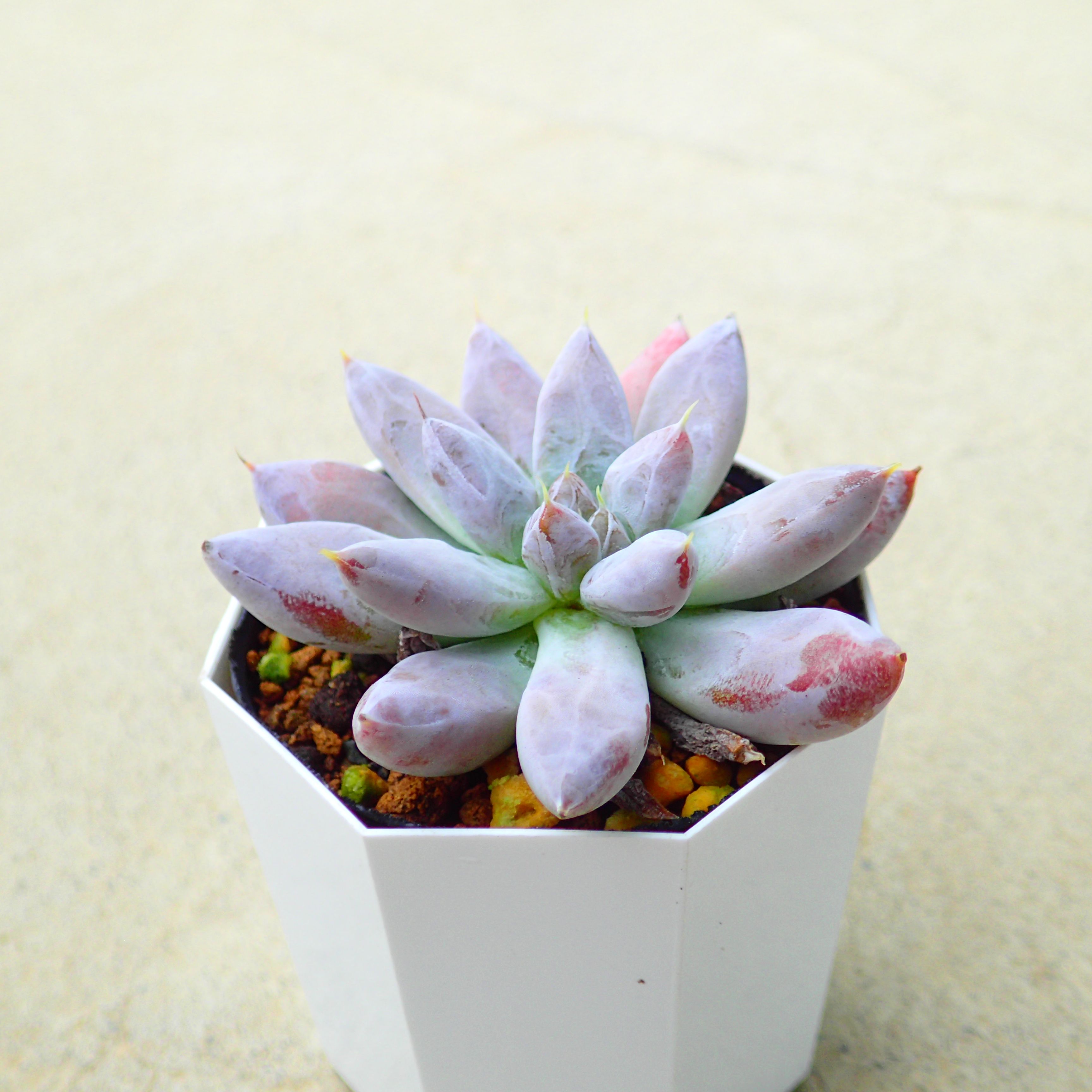 楽天市場】ベンバディス エケベリア 多肉植物 サボテン アガベ 塊根