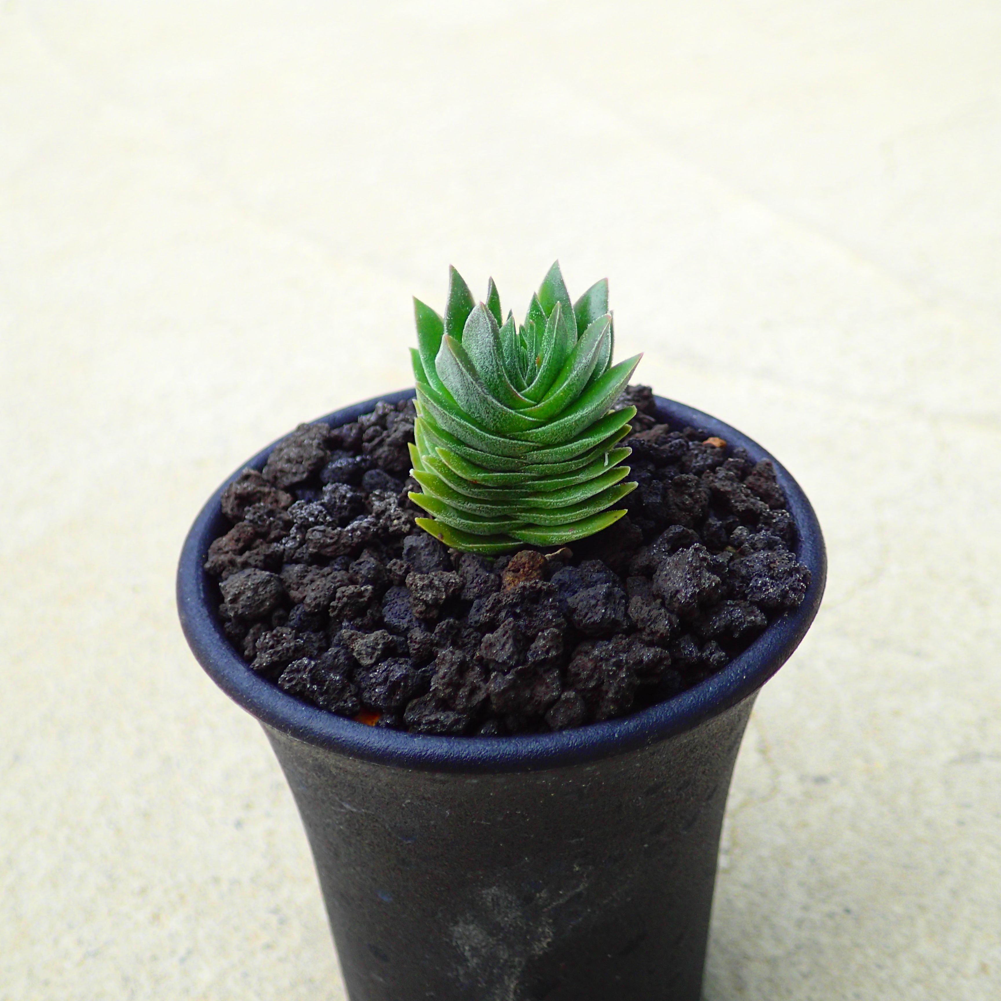 楽天市場】サルコイアシ ハチオラ リプサリス 多肉植物 サボテン