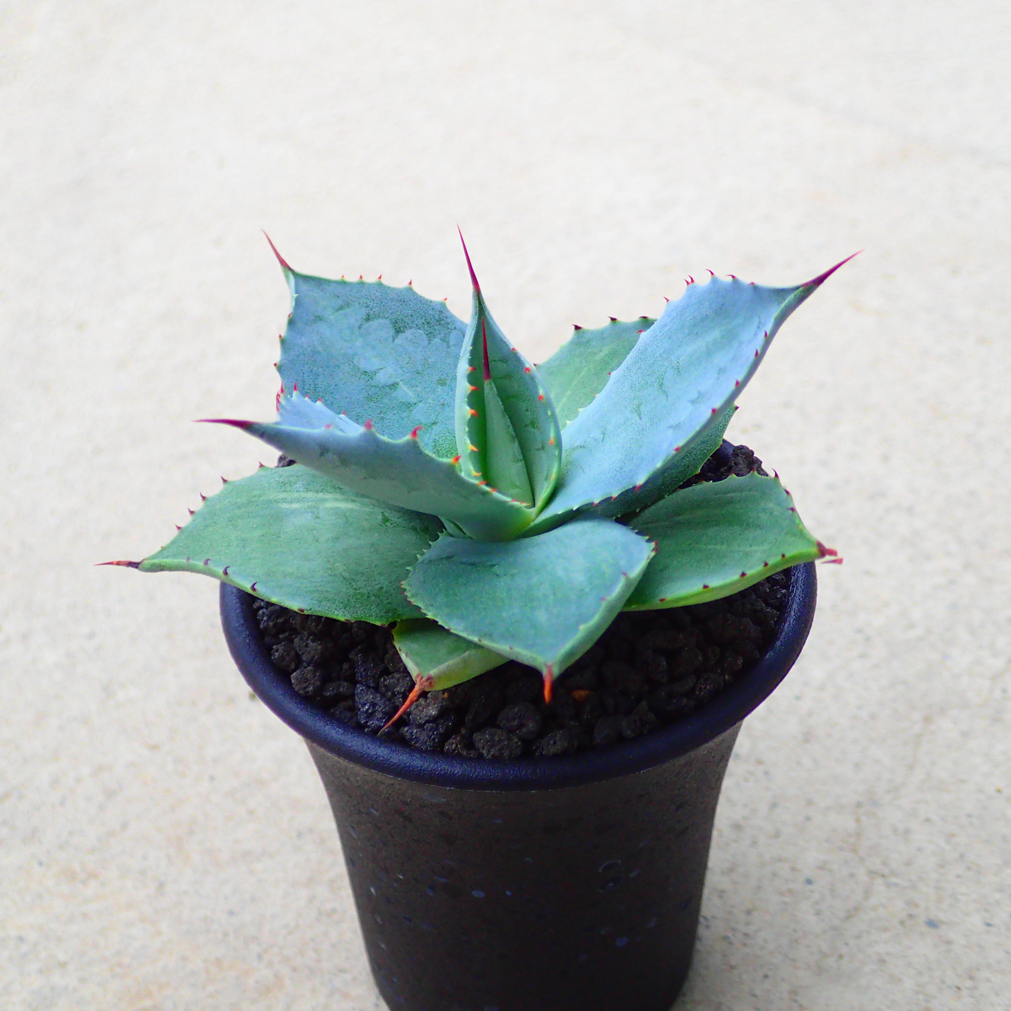 ユーフォルビア　カンダレンシス　多肉植物　サボテン　アガベ　塊根植物 ユーフォルビア カンダレンシス 多肉植物 サボテン アガベ 塊根植物