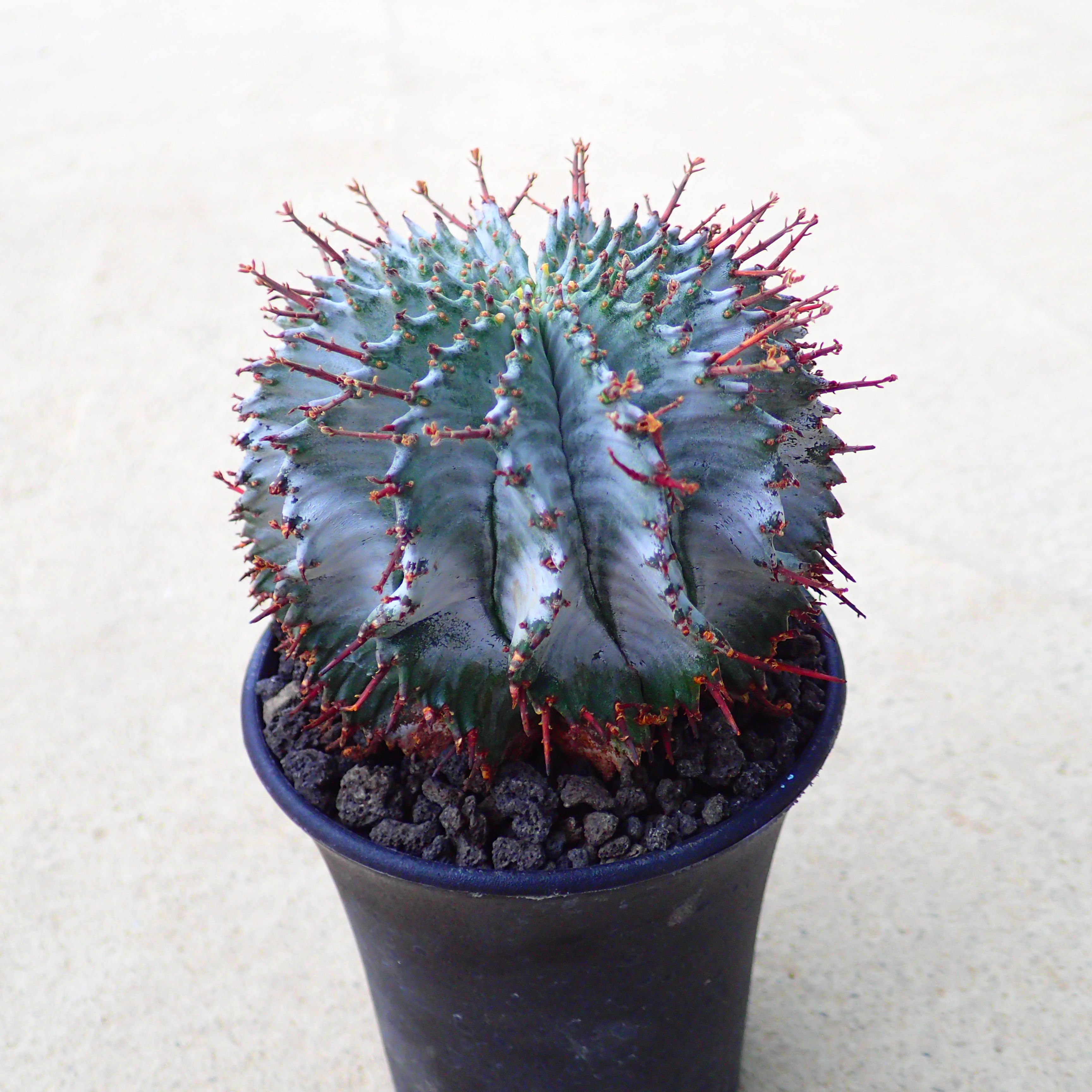 楽天市場】ホリダ ユーフォルビア horrida ゲンコツホリダ 子株 小吹き