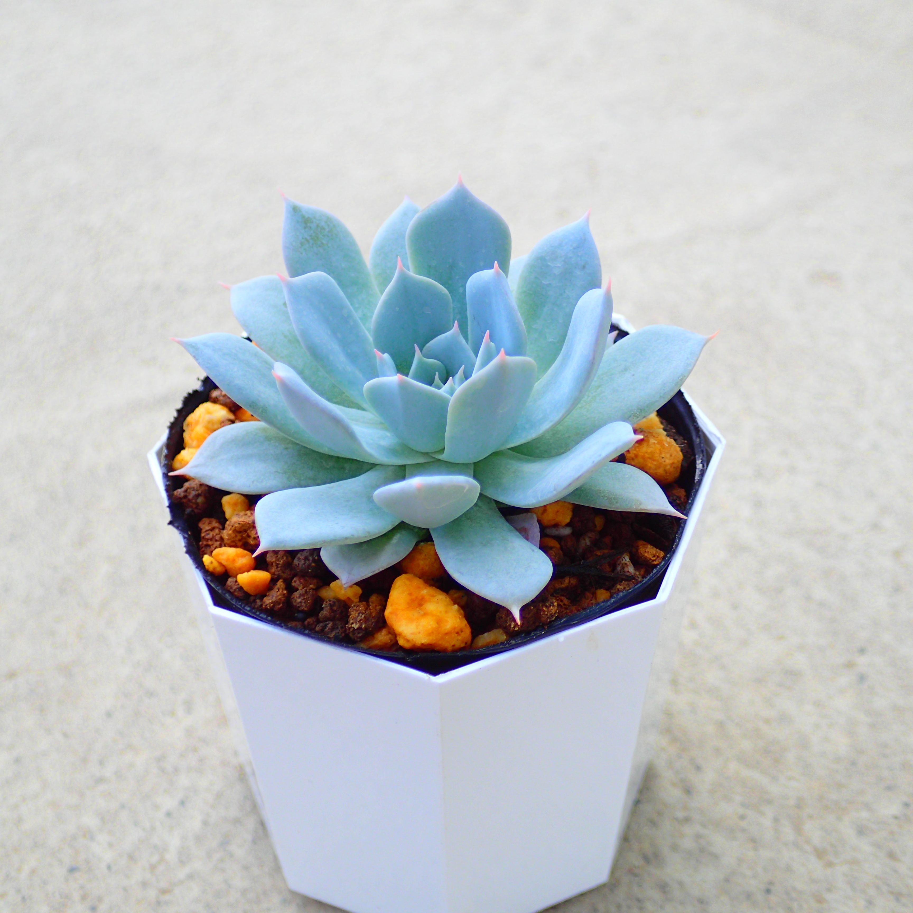 多肉植物　ルンヨニー　抜き苗　エケベリア 2023.05.14 #土管多肉 #ルンヨニー 大きくなった😊 #succulent