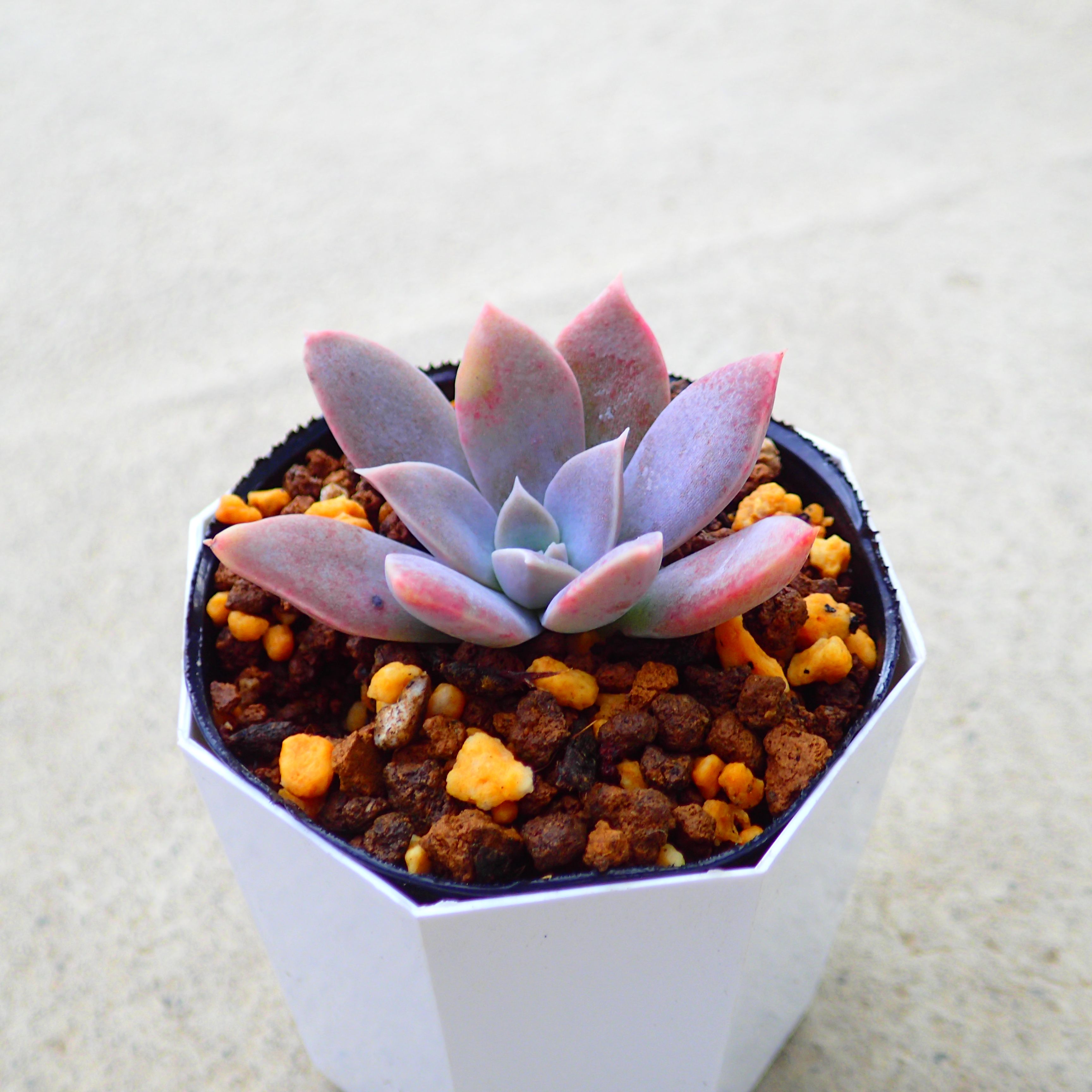 楽天市場】ブルークラウド エケベリア属 多肉植物 9cmポット観葉植物