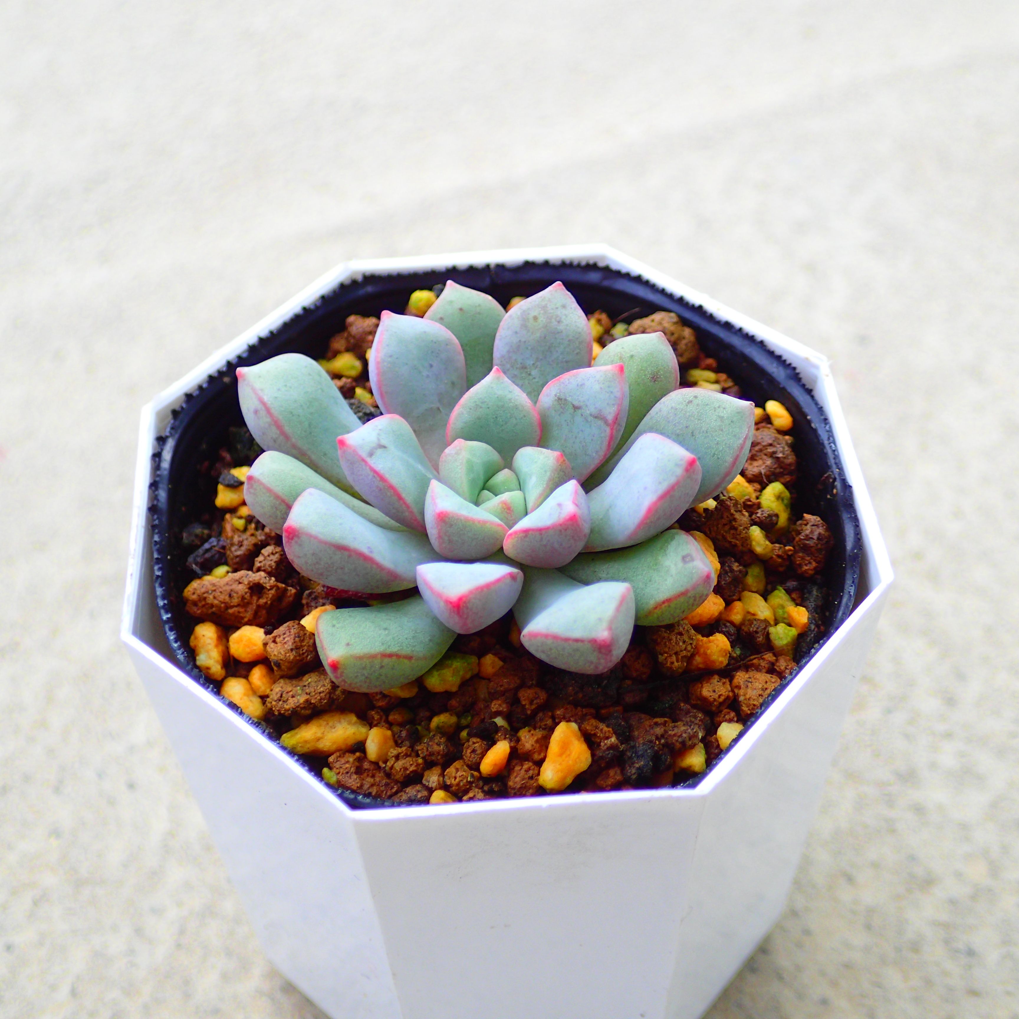 楽天市場】スティールハート エケベリア 多肉植物 サボテン アガベ