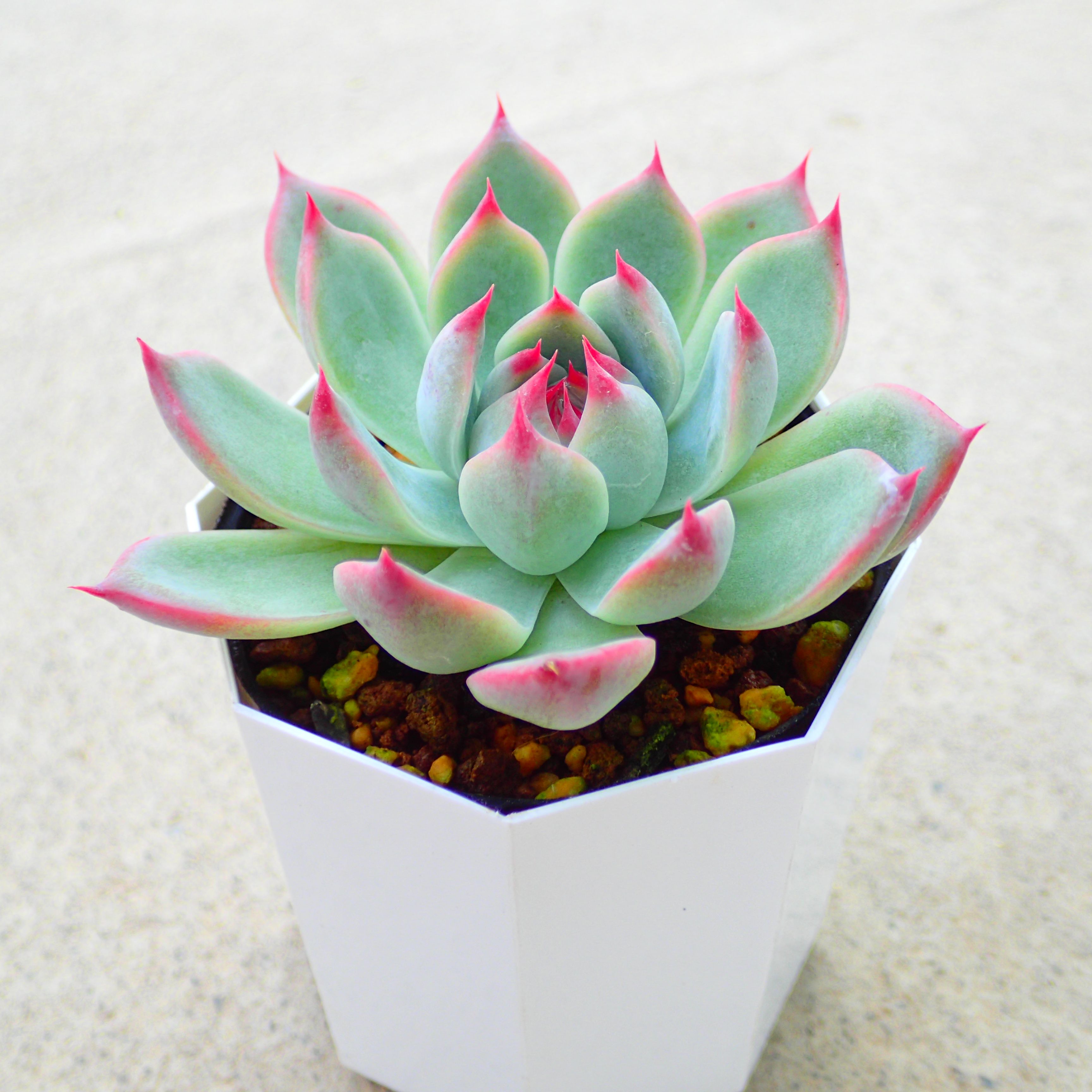 楽天市場】桃太郎 エケベリア Mサイズ6cmポット Echeveria