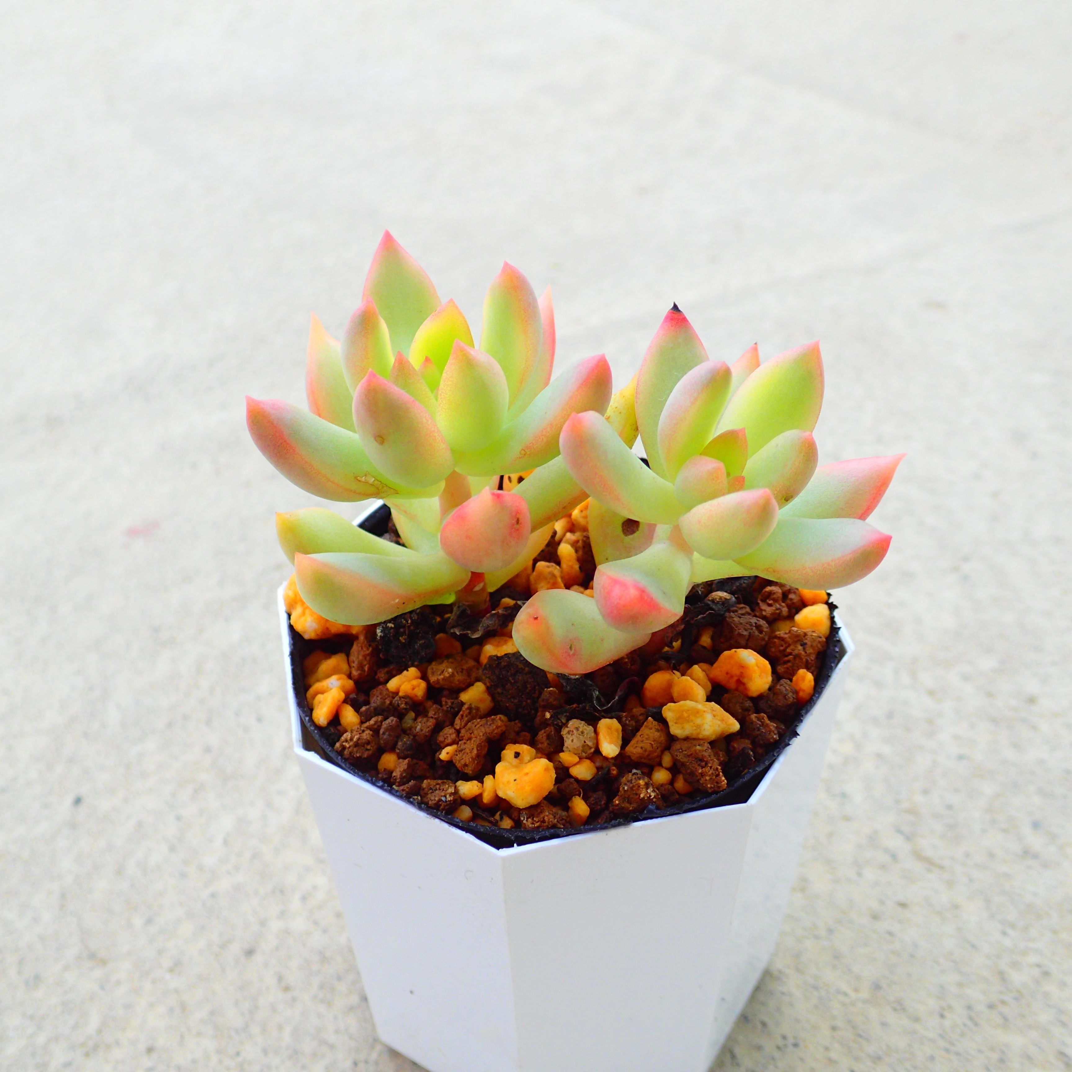 楽天市場】パープルヘイズ セダム 多肉植物 寄せ植え ちま寄せ