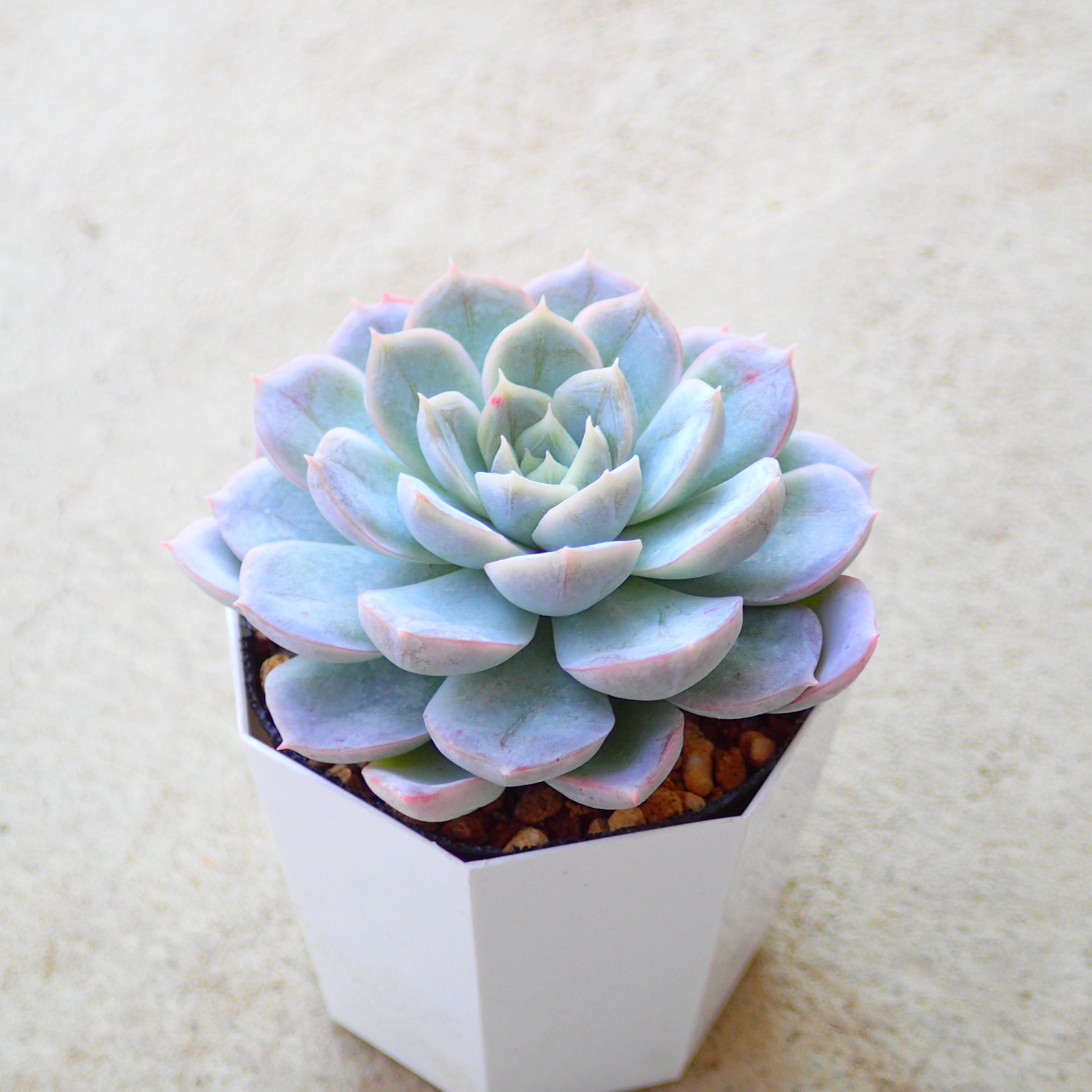 多肉 Steal Heart 楽天市場】スティールハート エケベリア 多肉植物 サボテン アガベ