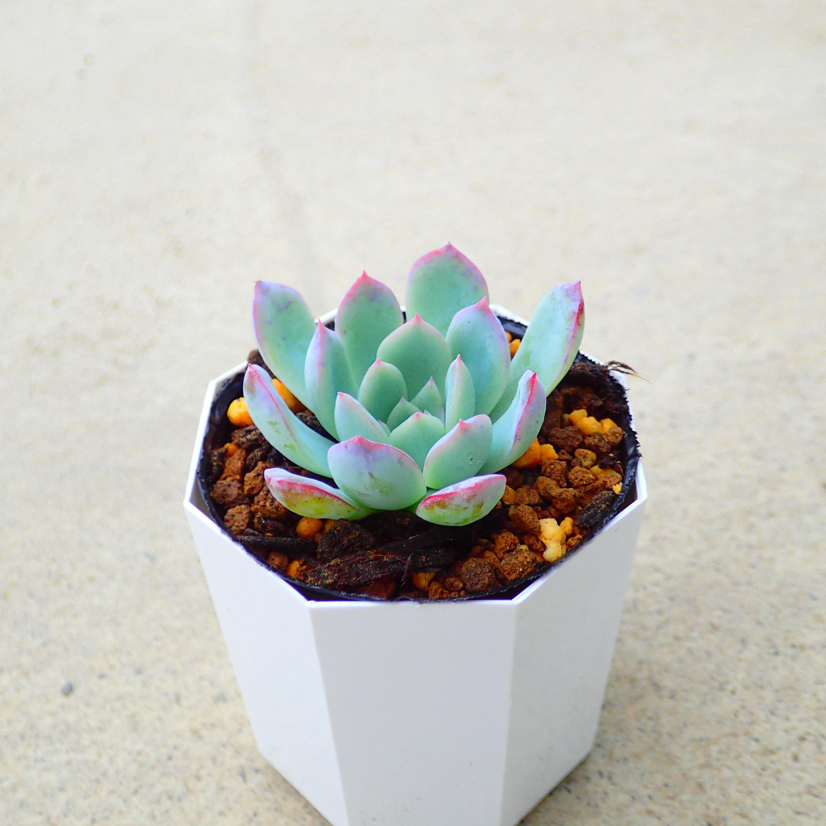 楽天市場】スティールハート エケベリア 多肉植物 サボテン アガベ