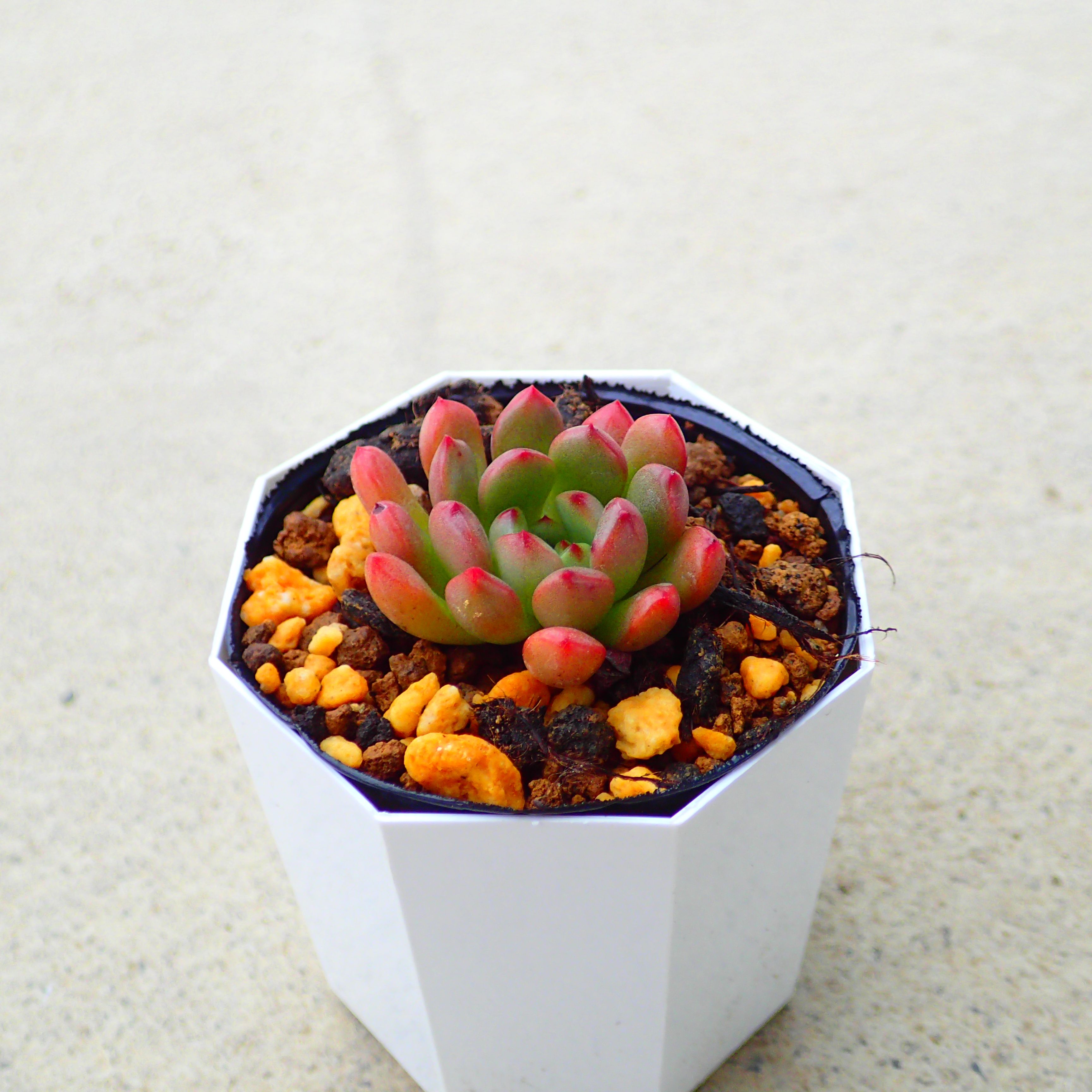 楽天市場】スティールハート エケベリア 多肉植物 サボテン アガベ