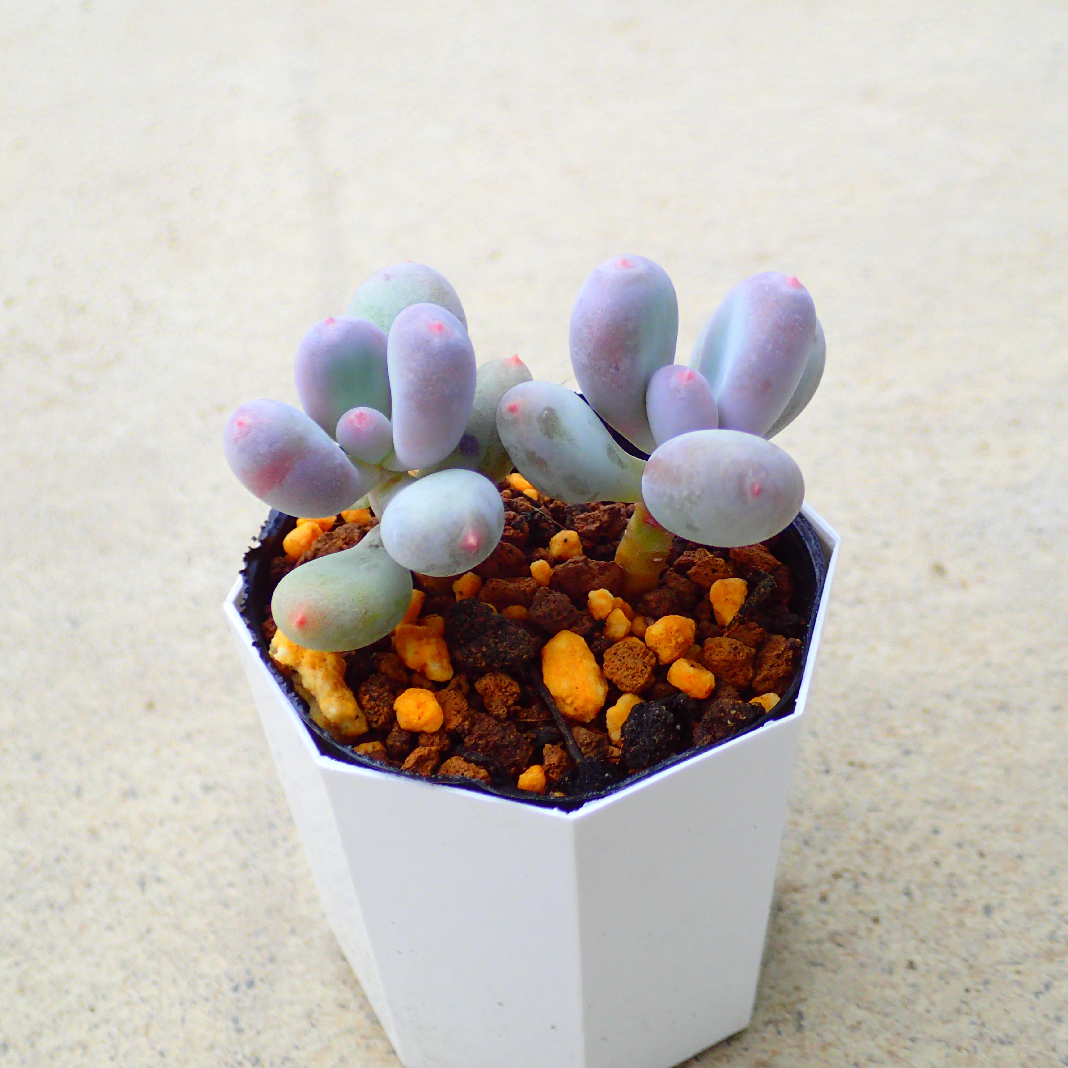 多肉　パキフィツム 紫美人 多肉 パキフィツム 紫美人 多肉植物パキフィツム紫美人