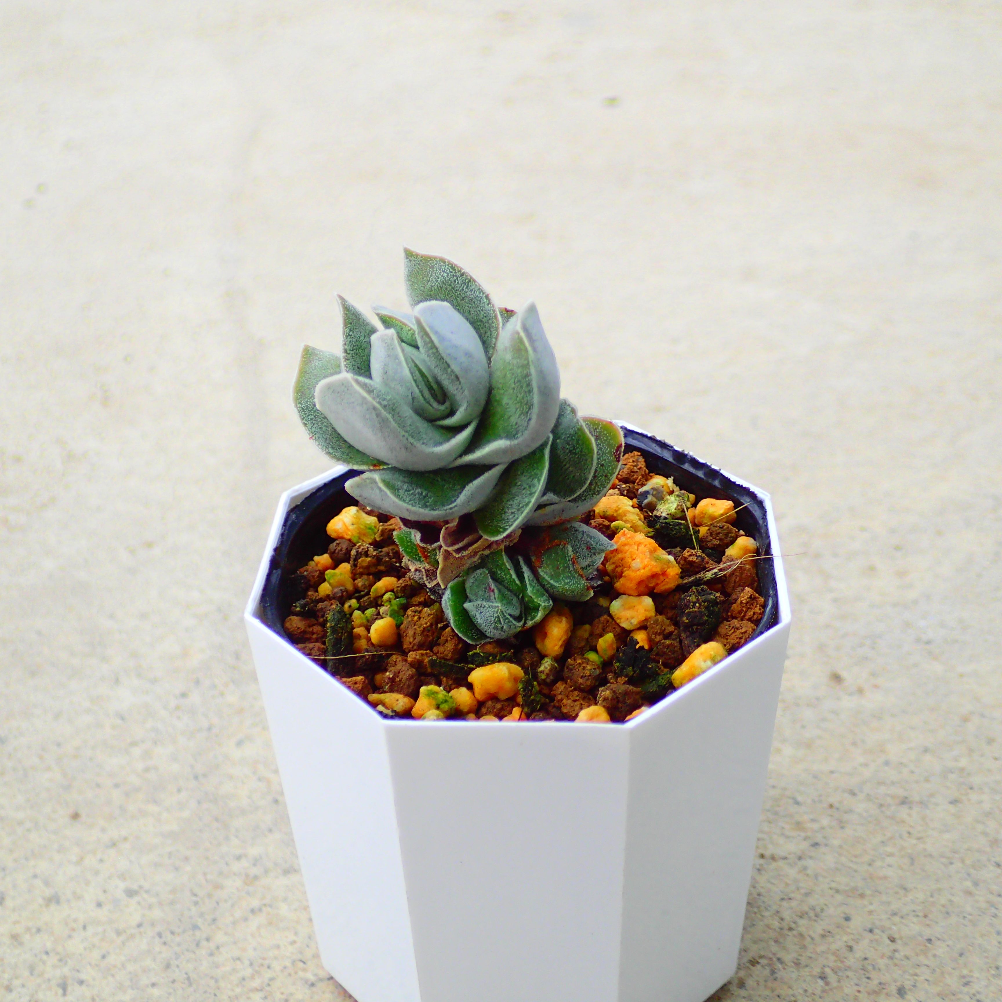 楽天市場】レウコブレファラム アエオニウム 多肉植物 サボテン アガベ