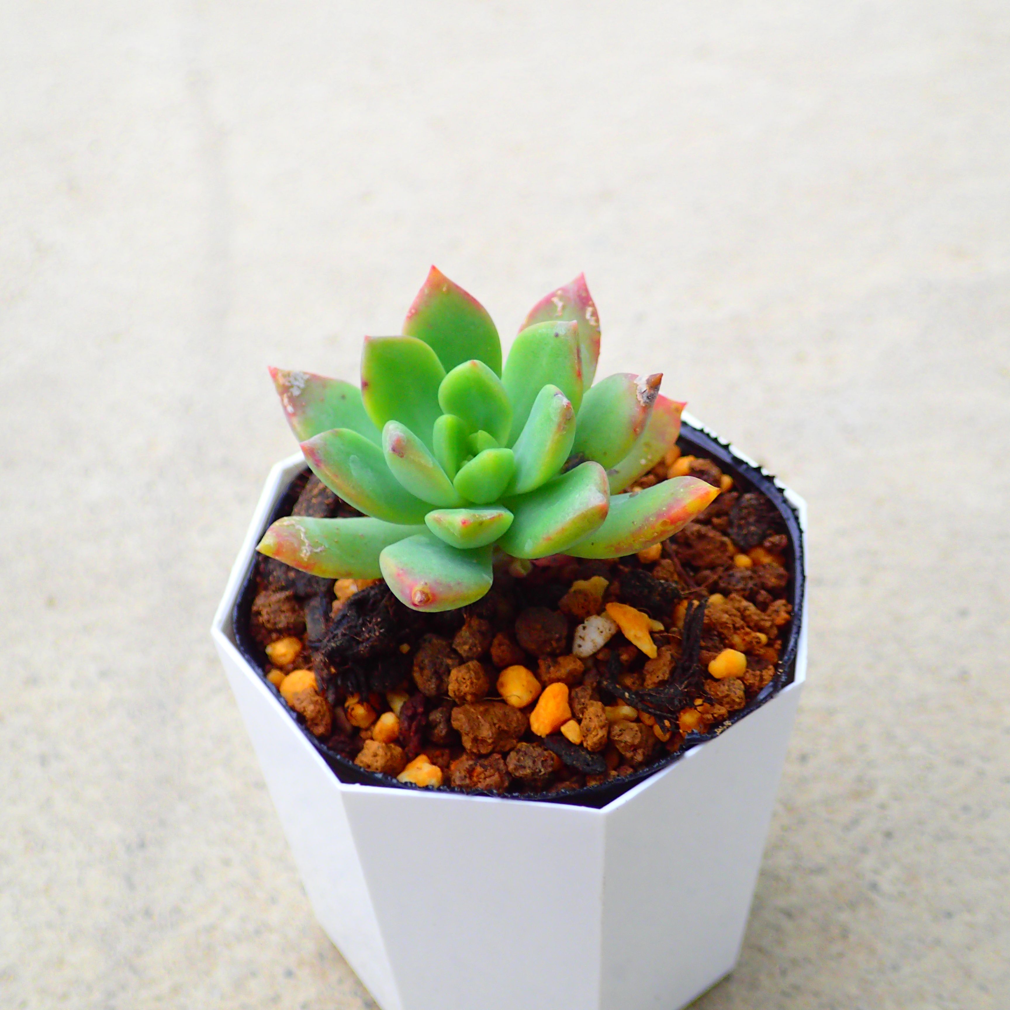 楽天市場】カシオ エケベリア 多肉植物 寄せ植え インテリア 観葉植物