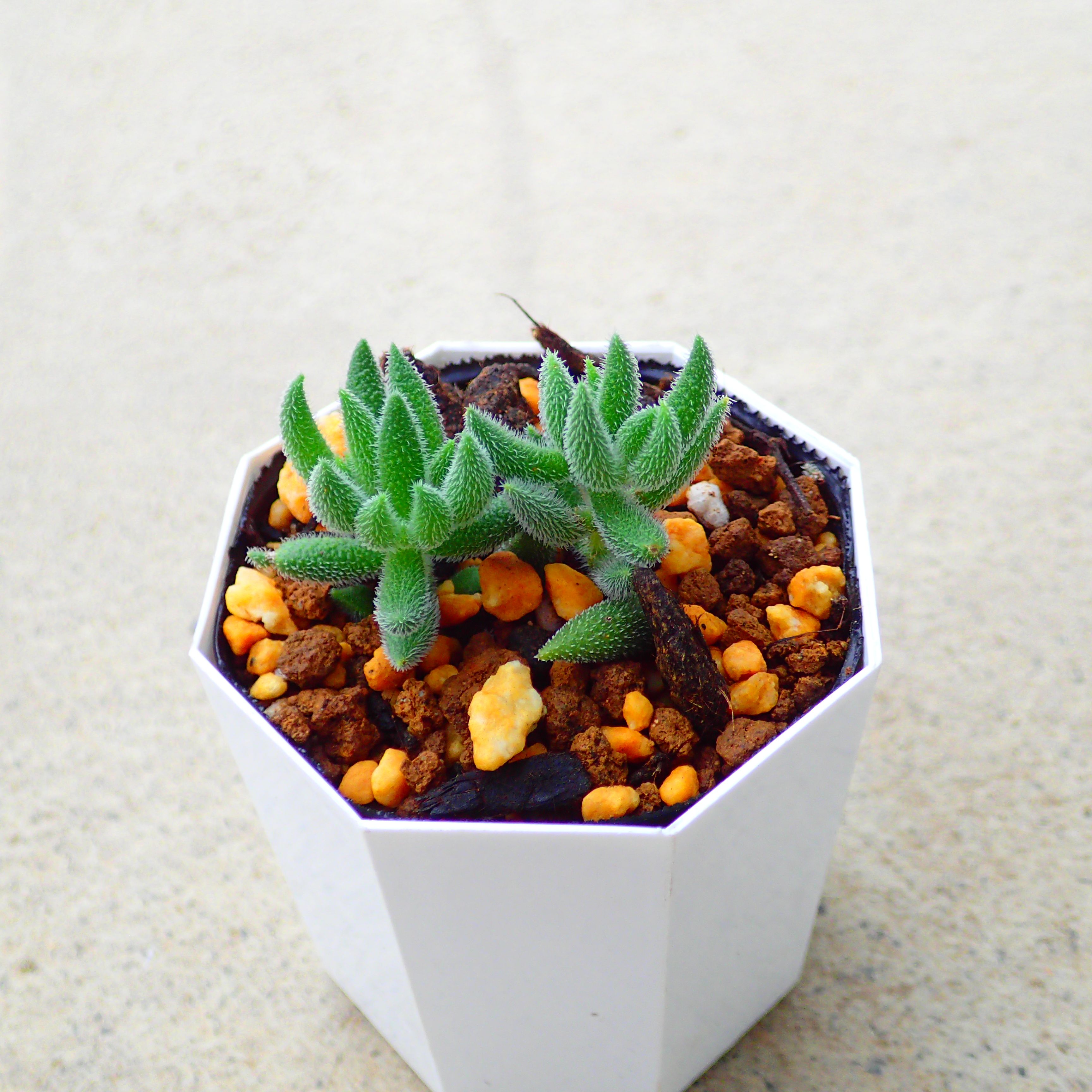 楽天市場】オベサ ユーフォルビア 多肉植物 ビザールプランツ サボテン