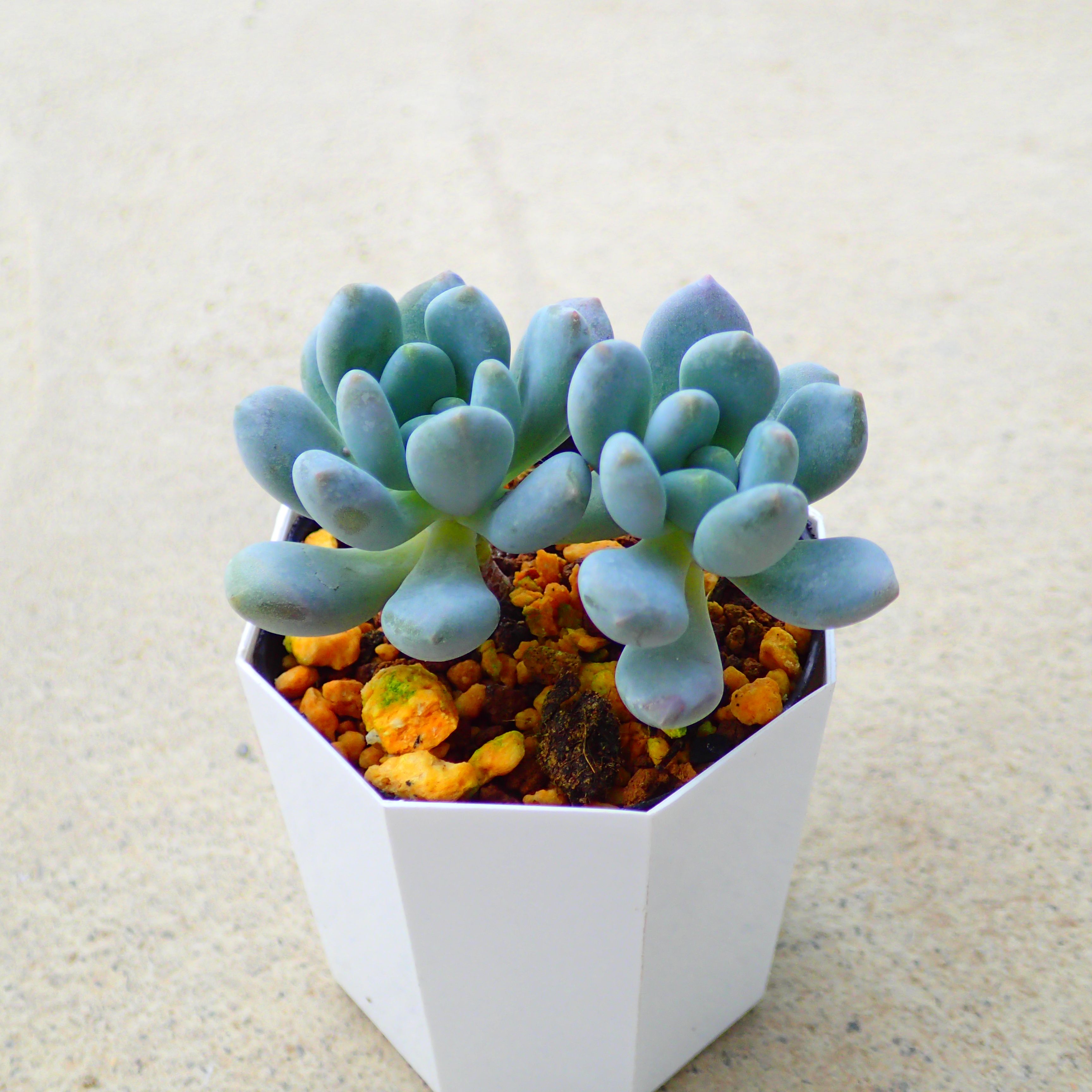 楽天市場】カシオ エケベリア 多肉植物 寄せ植え インテリア 観葉植物