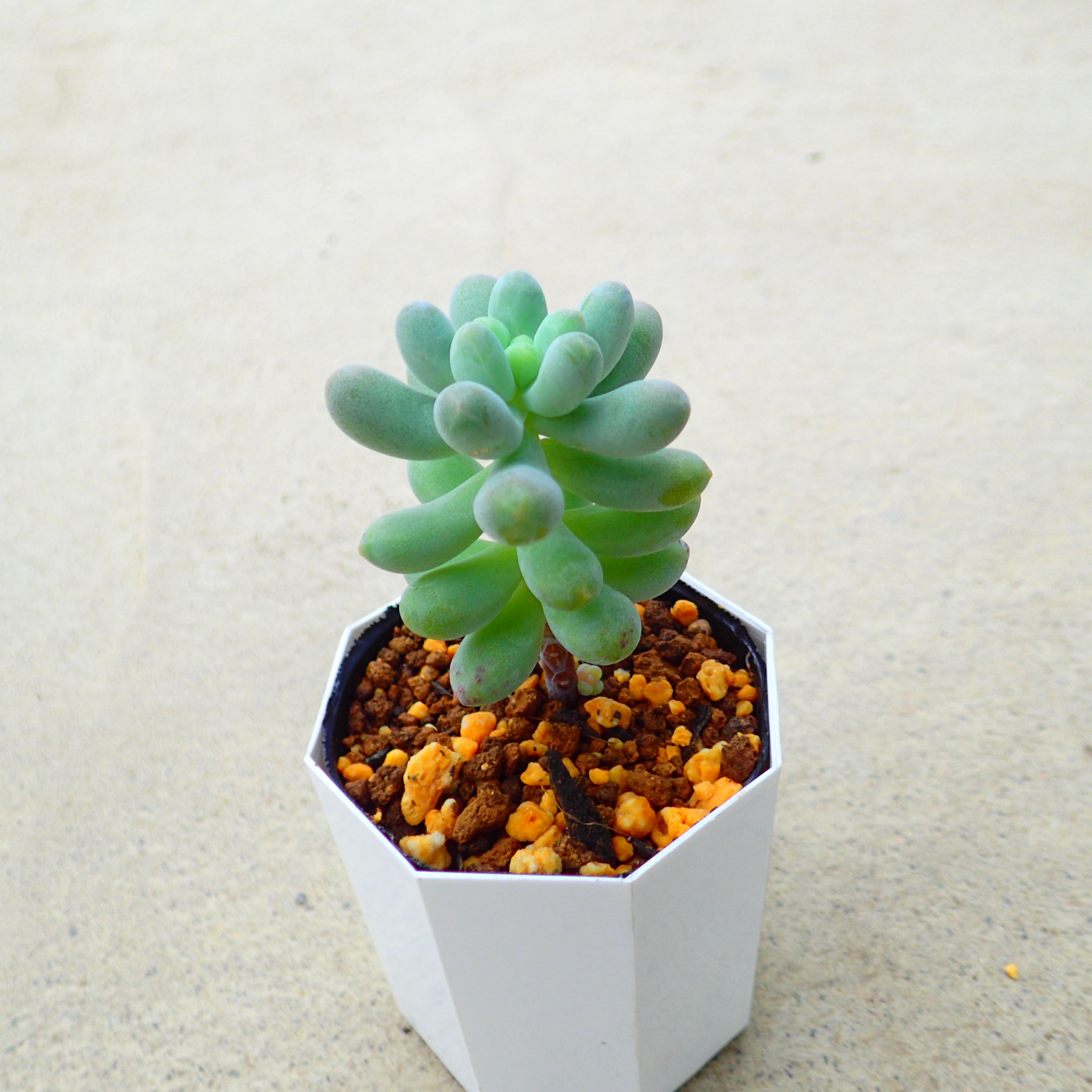 楽天市場】スティールハート エケベリア 多肉植物 サボテン アガベ