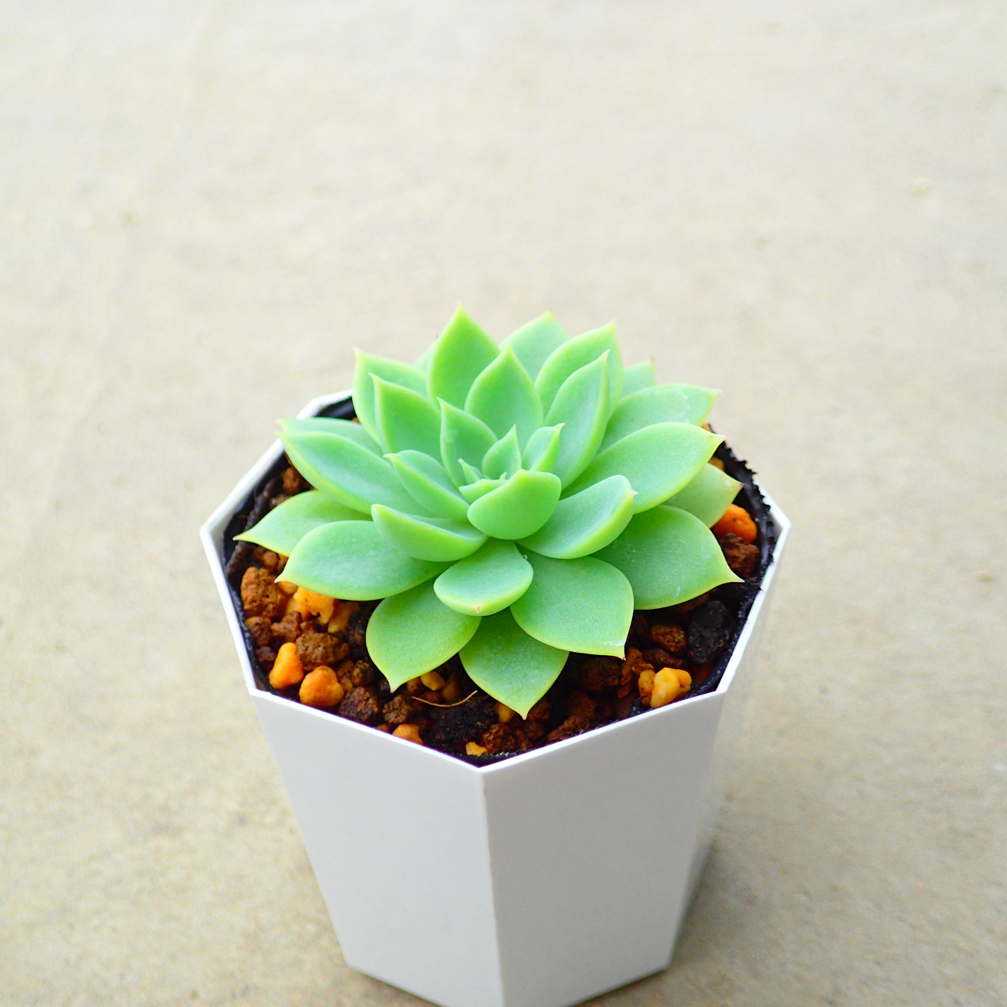 楽天市場】スティールハート エケベリア 多肉植物 サボテン アガベ