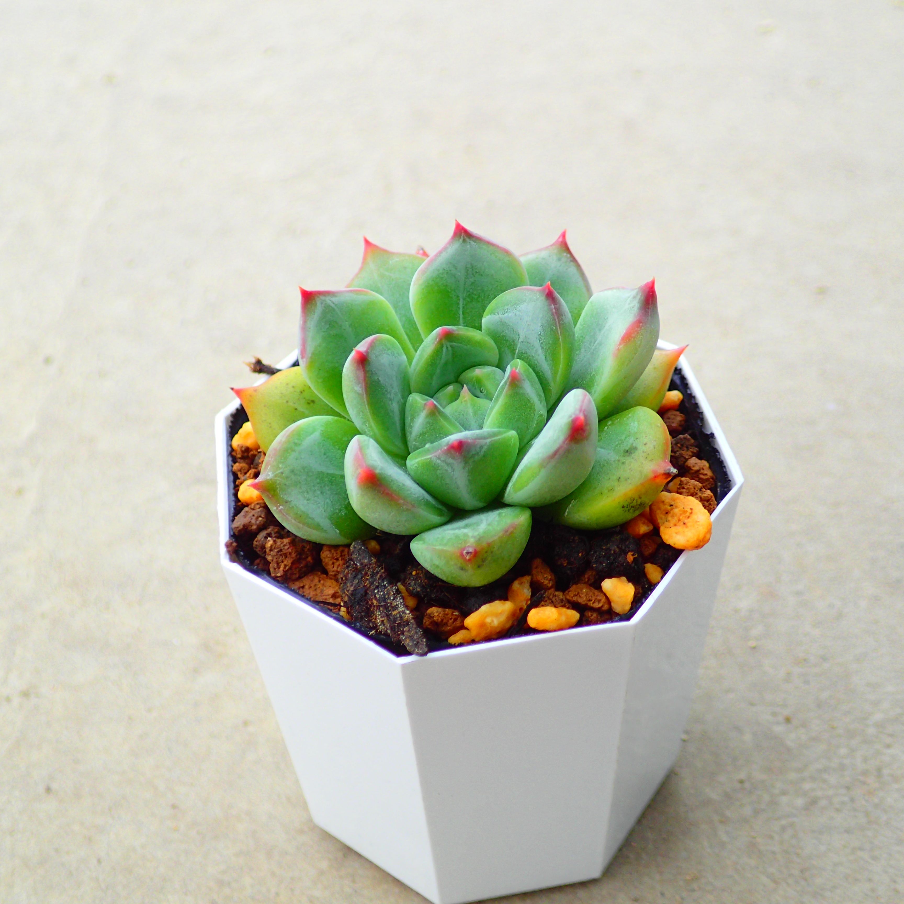 楽天市場】ライムグリーン エケベリア 多肉植物 寄せ植え インテリア