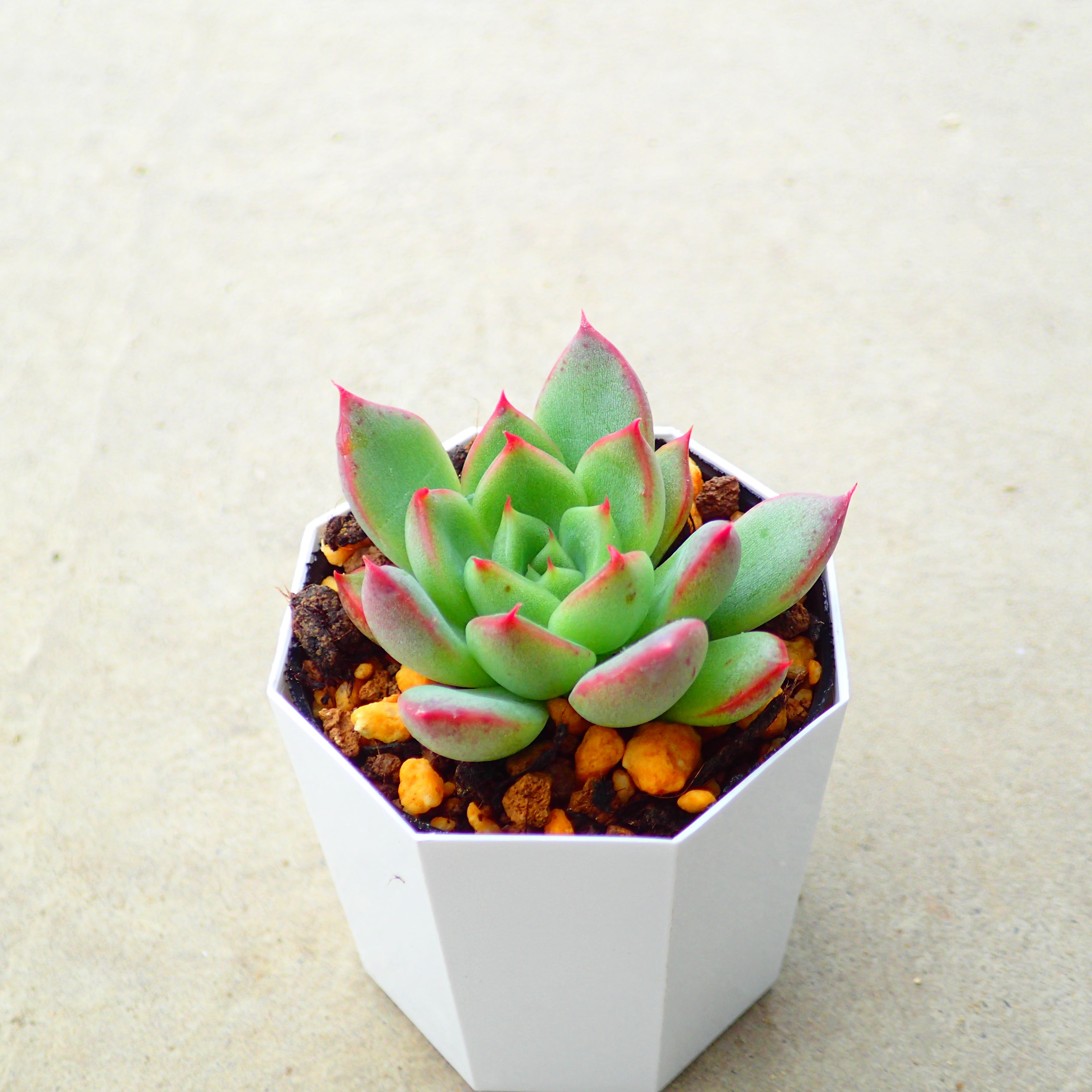 楽天市場】Succute エケベリア 韓国産 多肉植物 寄せ植え 群生 ヘイル