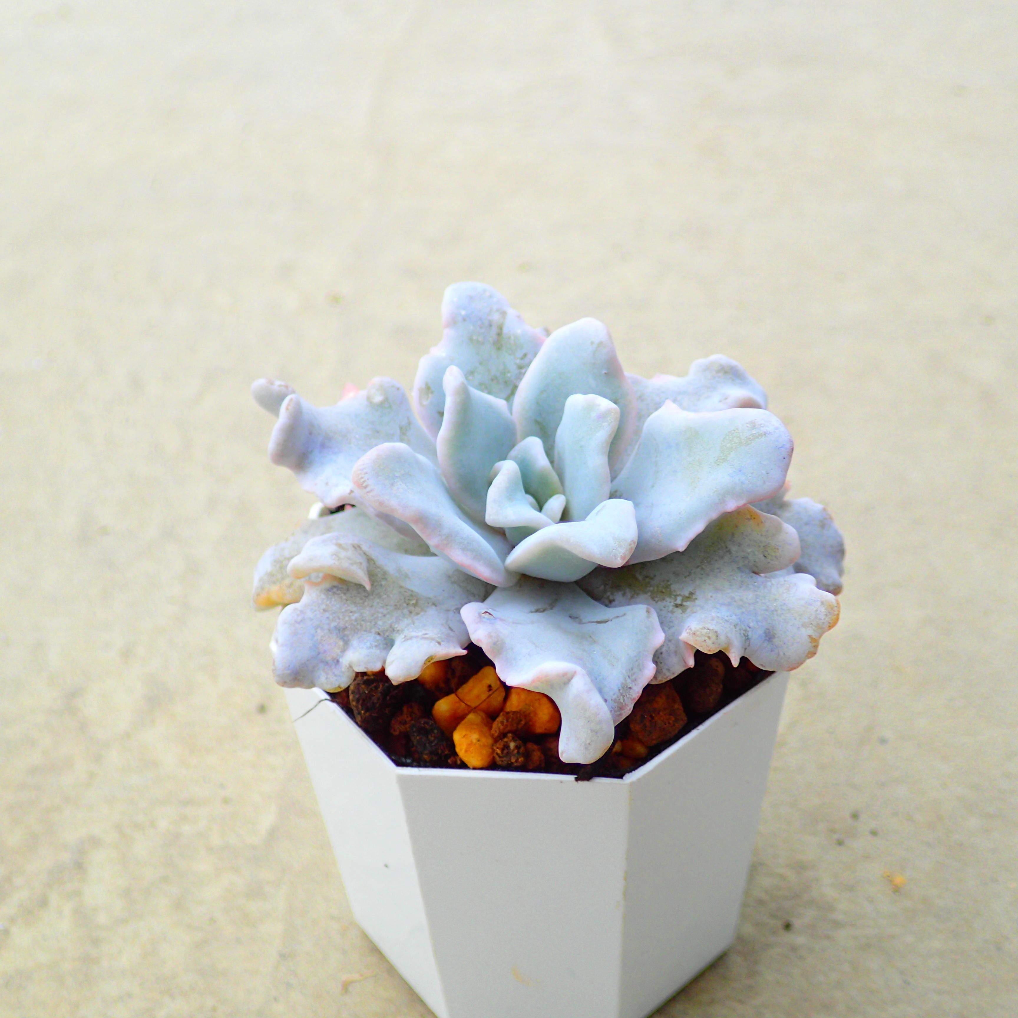 楽天市場】Succute エケベリア 韓国産 多肉植物 寄せ植え 群生 ヘイル