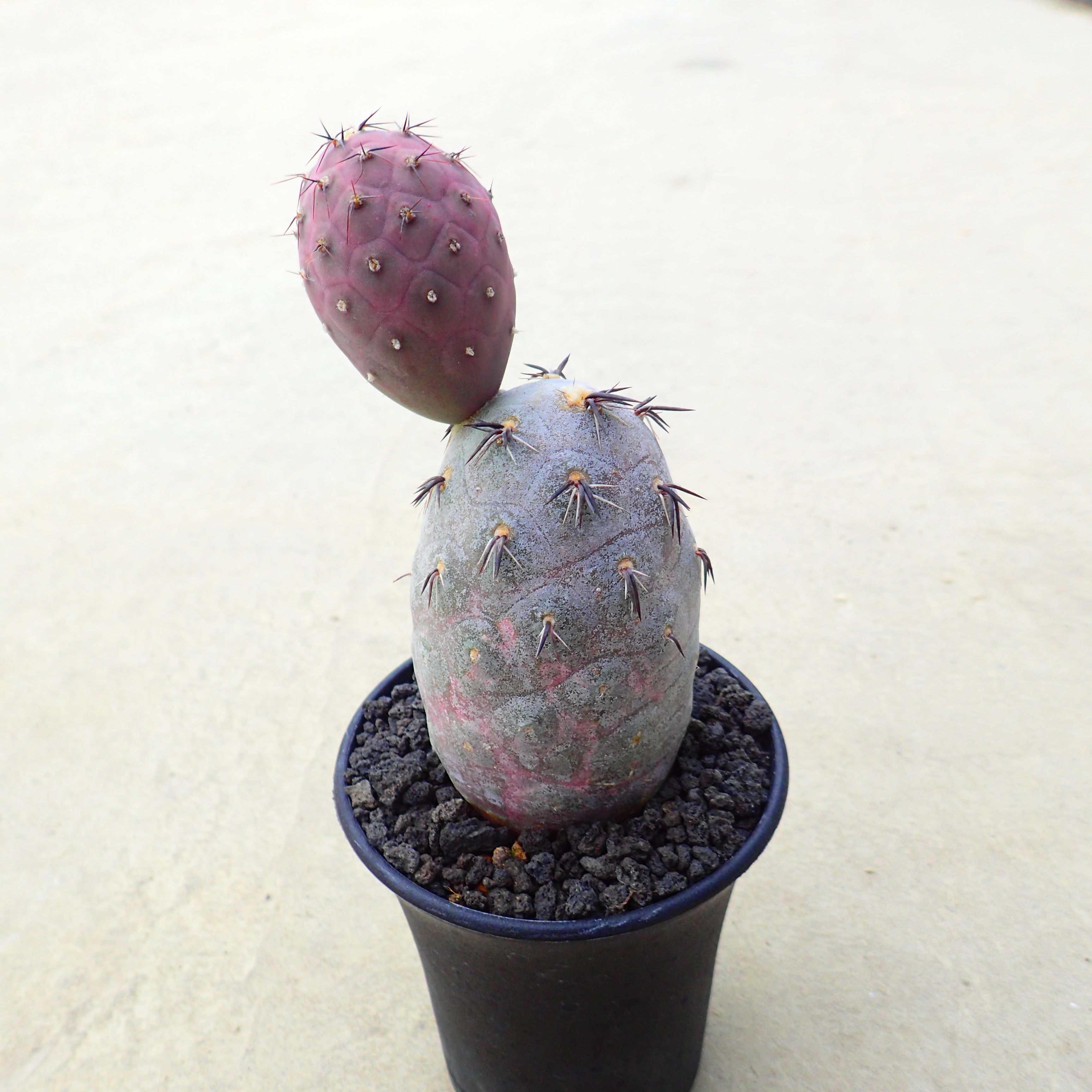 楽天市場】テフロカクタス ゲオメトリクス 3-5cmカット苗 1個