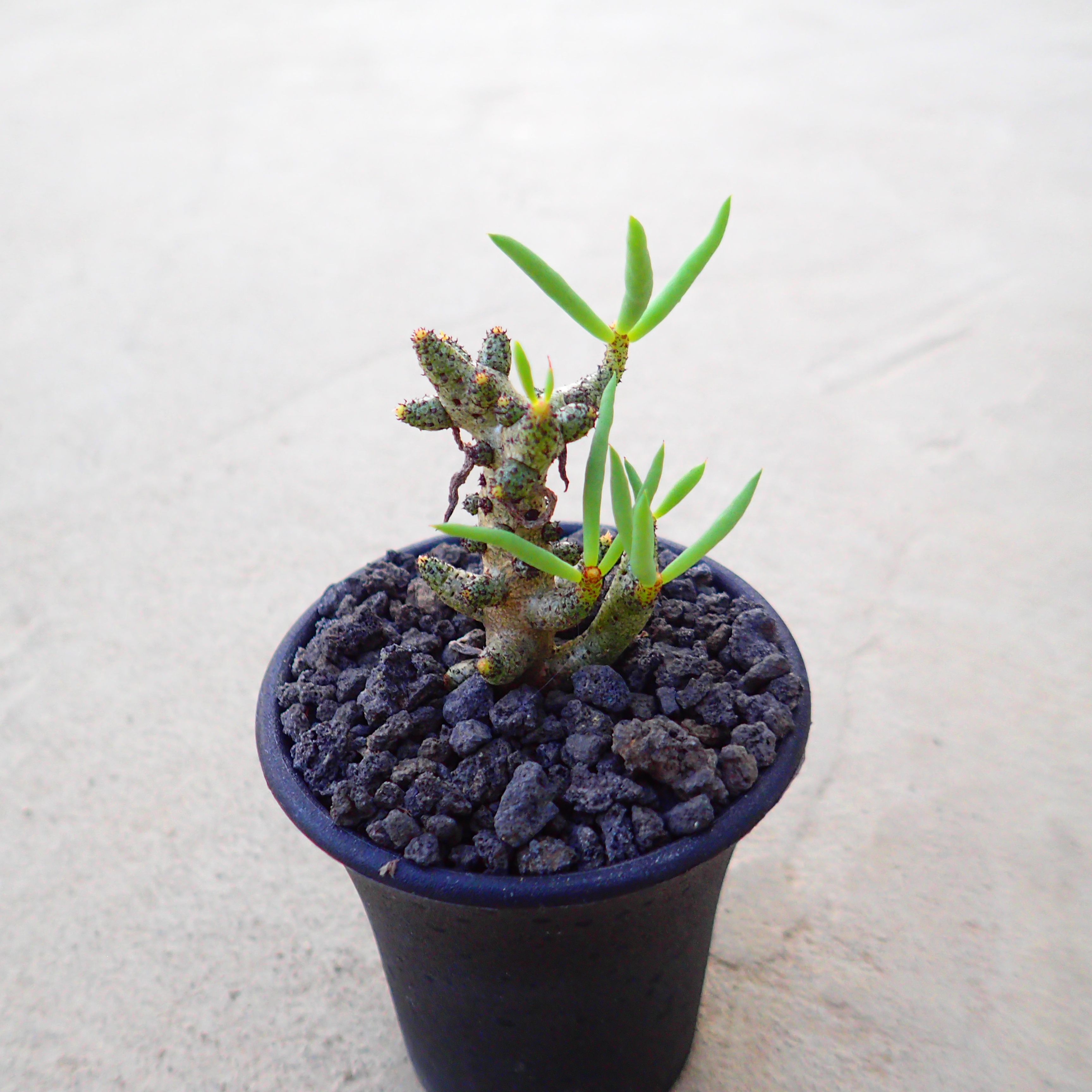 楽天市場】サルコイアシ ハチオラ リプサリス 多肉植物 サボテン