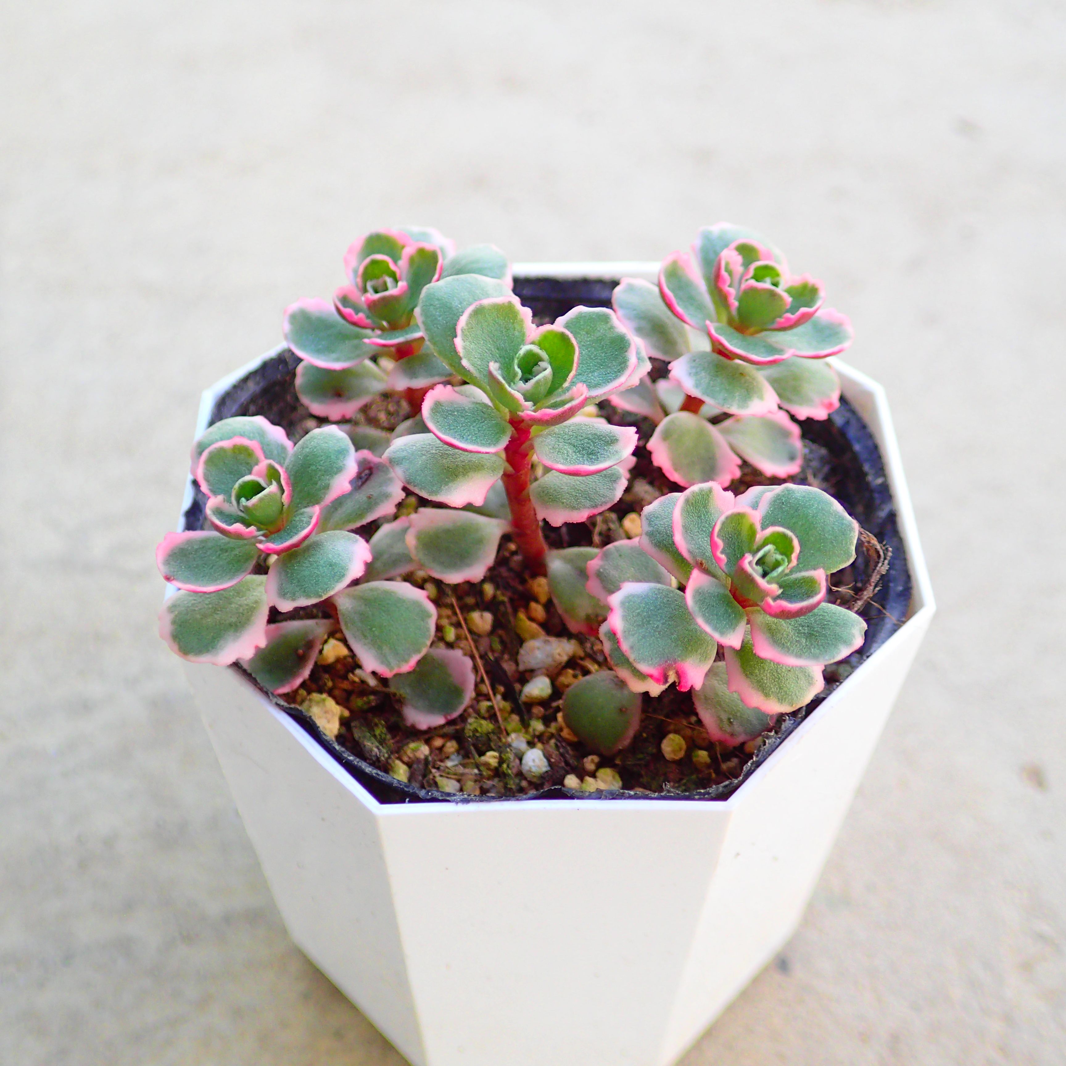 楽天市場】セダム 2寸 お任せ 5株セット 多肉植物 タニクショクブツ