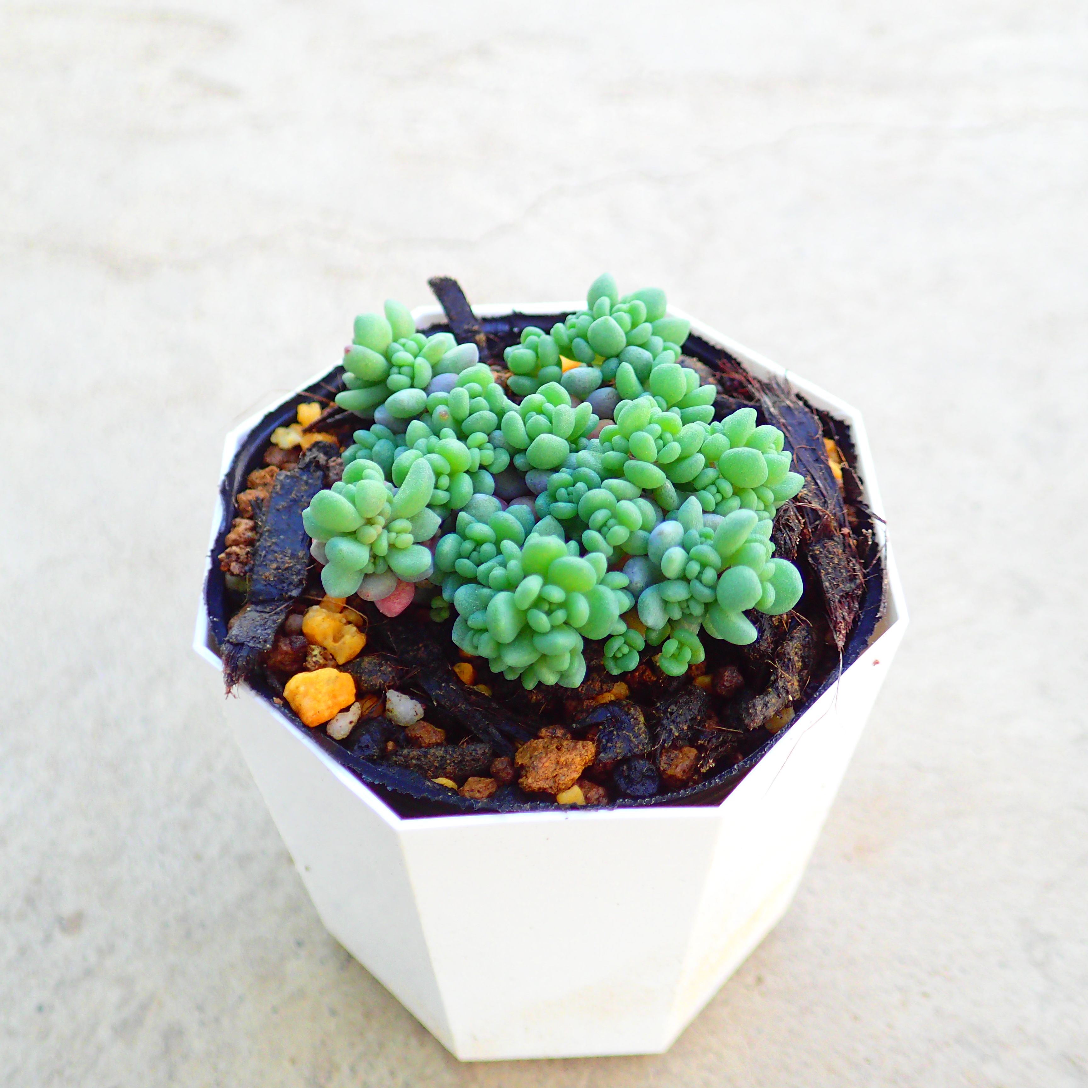 多肉　寄せ植え　セメント鉢　セダム　観葉植物　乙女心　ちま寄せ　そのまま飾れる 楽天市場】多肉植物 セダム 乙女心 7.5cmポット 柏屋商店さん 観葉植物