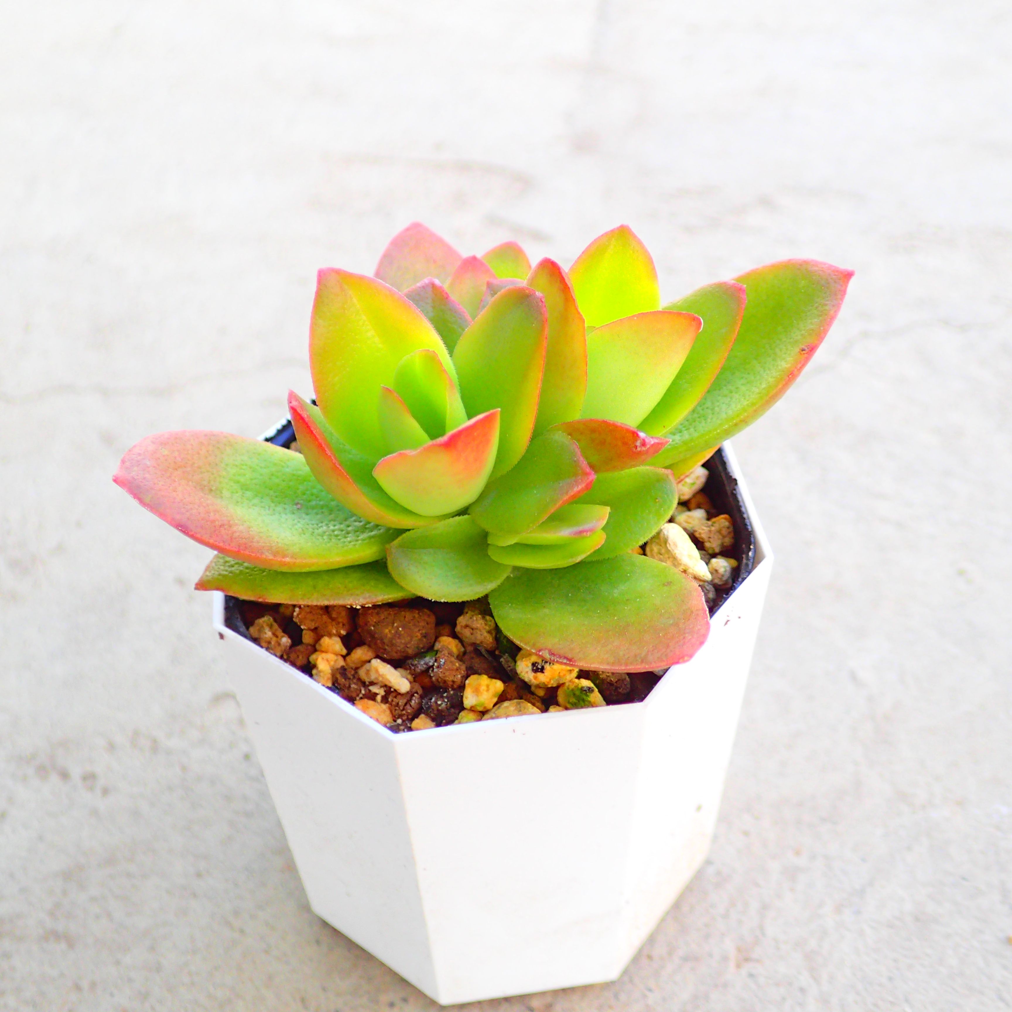 リプサリスサルコイアシ　抜き苗サボテン リプサリスサルコイアシ 抜き苗サボテン