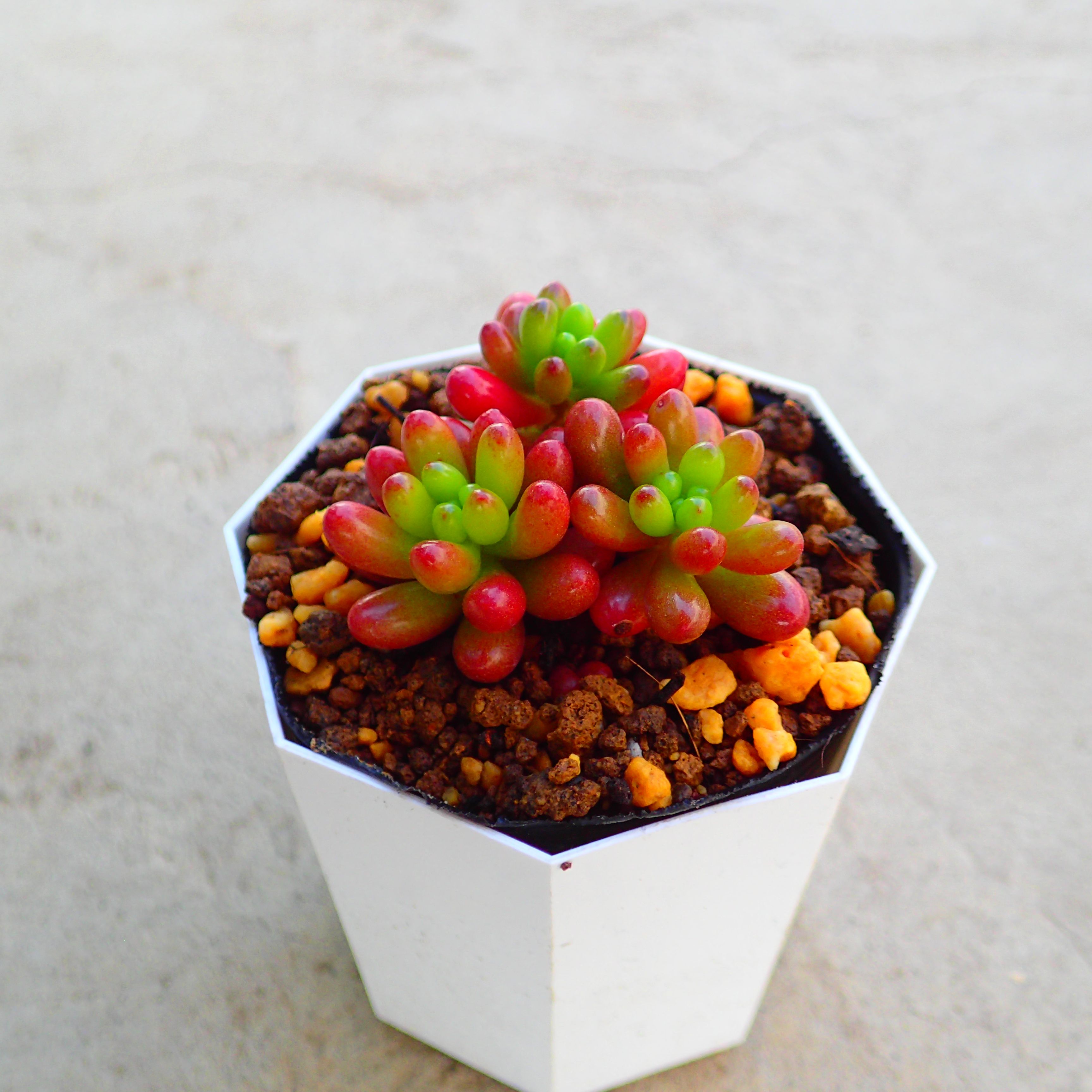 楽天市場】ルビーティント セダム 多肉植物 サボテン アガベ 塊根植物