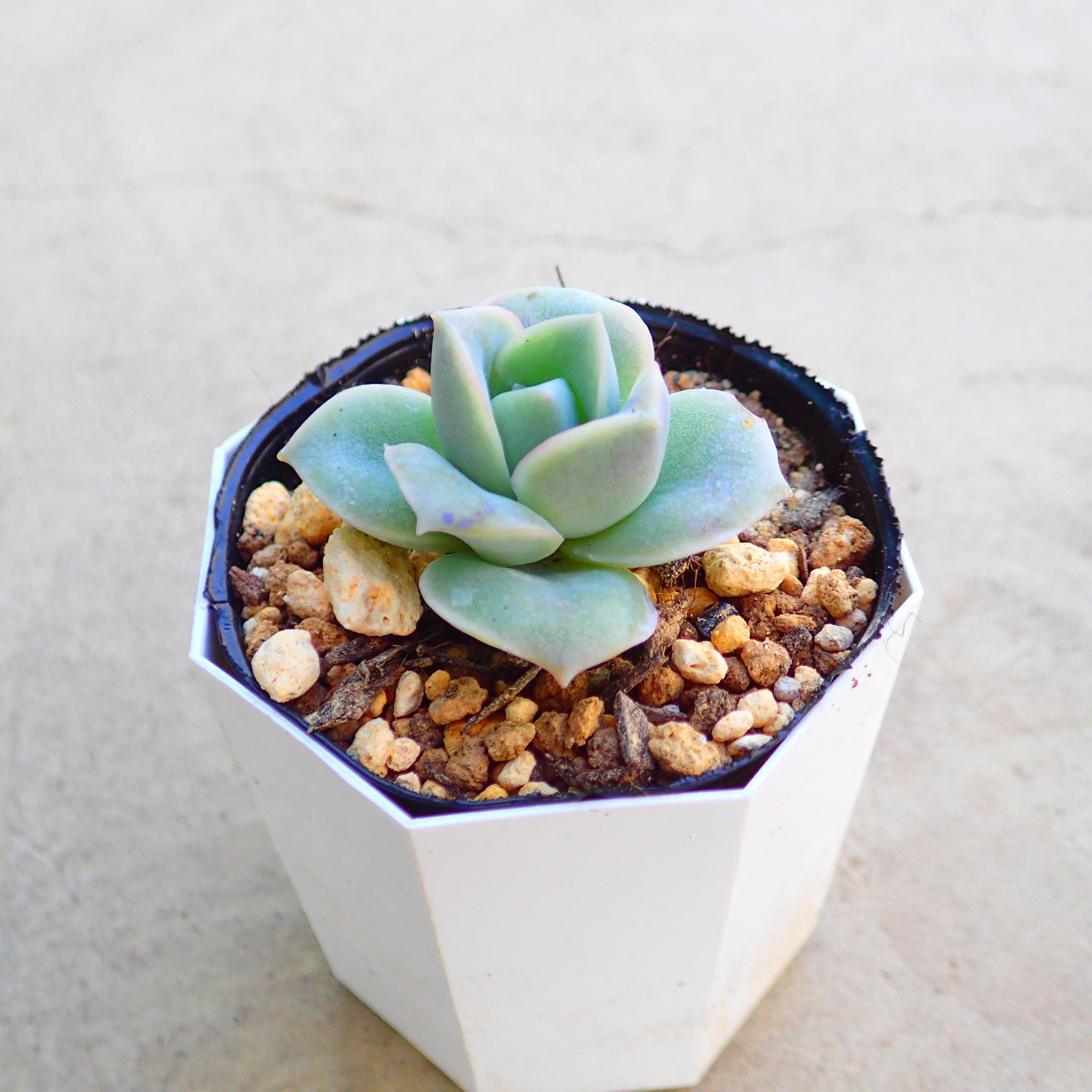 調整中①多肉植物 ちまちま寄せ植え抜き苗 根付き パープルヘイズ セダム 調整中①多肉植物 ちまちま寄せ植え抜き苗 根付き パープルヘイズ セダム