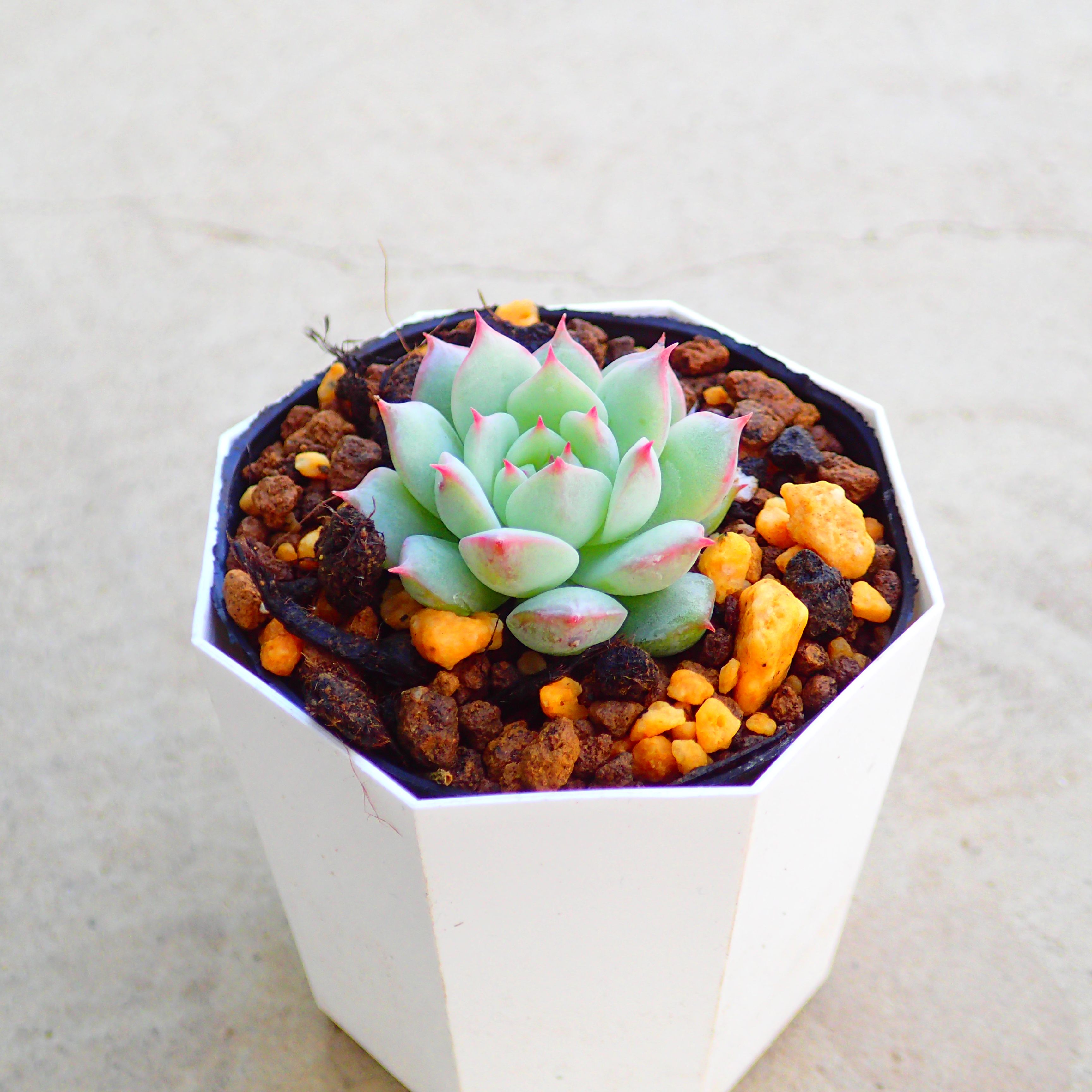 楽天市場】アラン エケベリア属 多肉植物 9cmポット観葉植物 雑貨