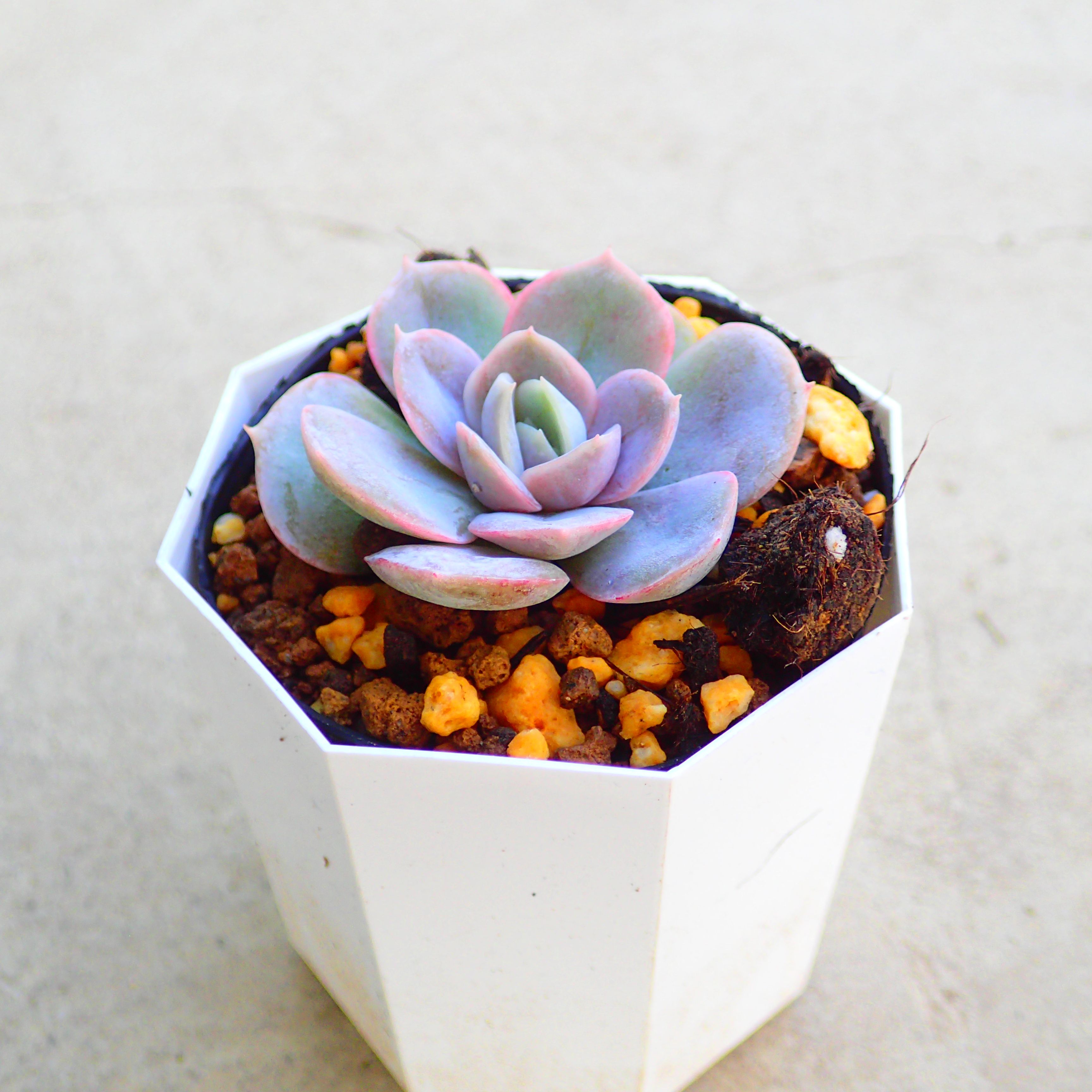 楽天市場】多肉植物【ブルーサプライズ】エケベリア属【インテリア