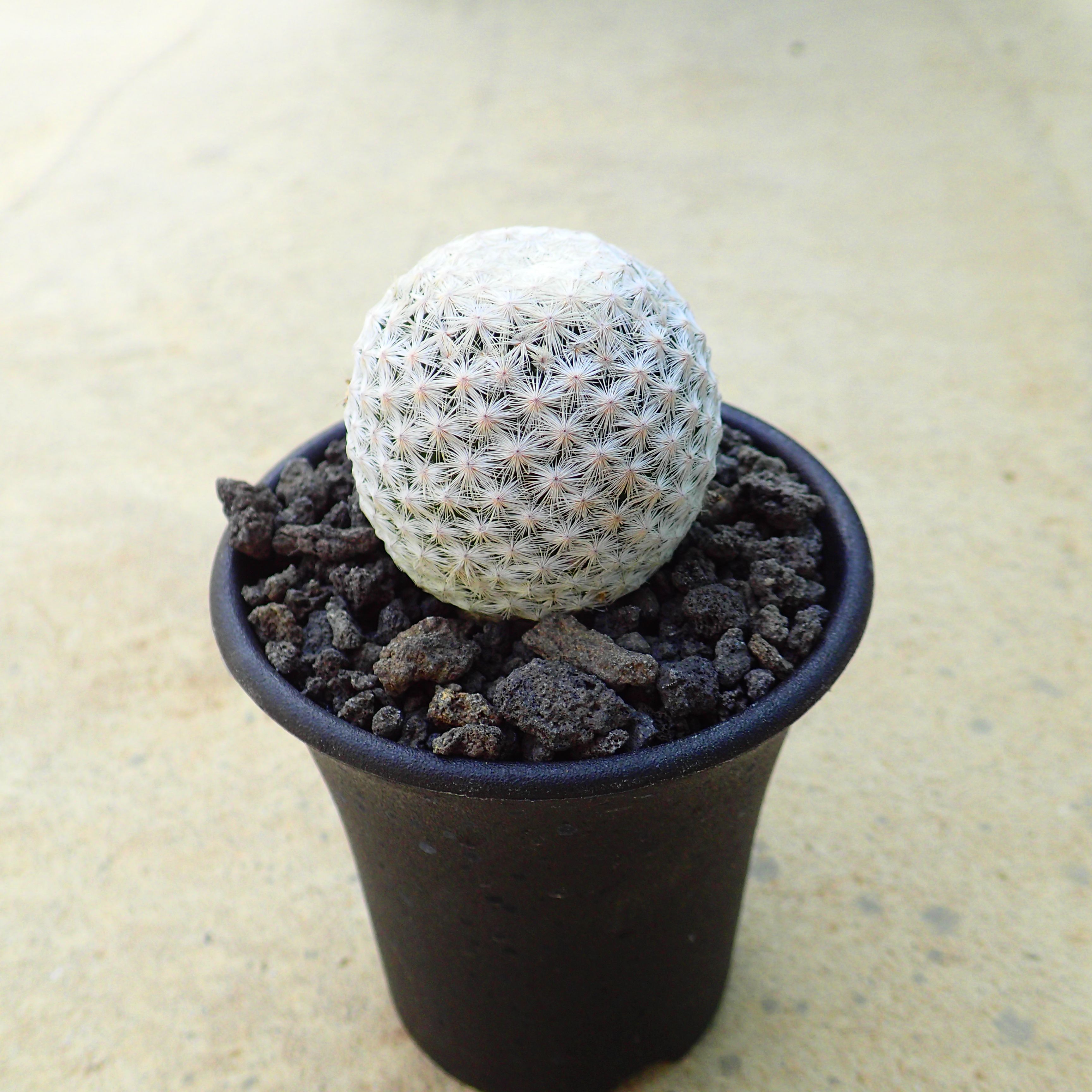 ユーフォルビア　カンダレンシス　多肉植物　サボテン　アガベ　塊根植物 ユーフォルビア カンダレンシス 多肉植物 サボテン アガベ 塊根植物