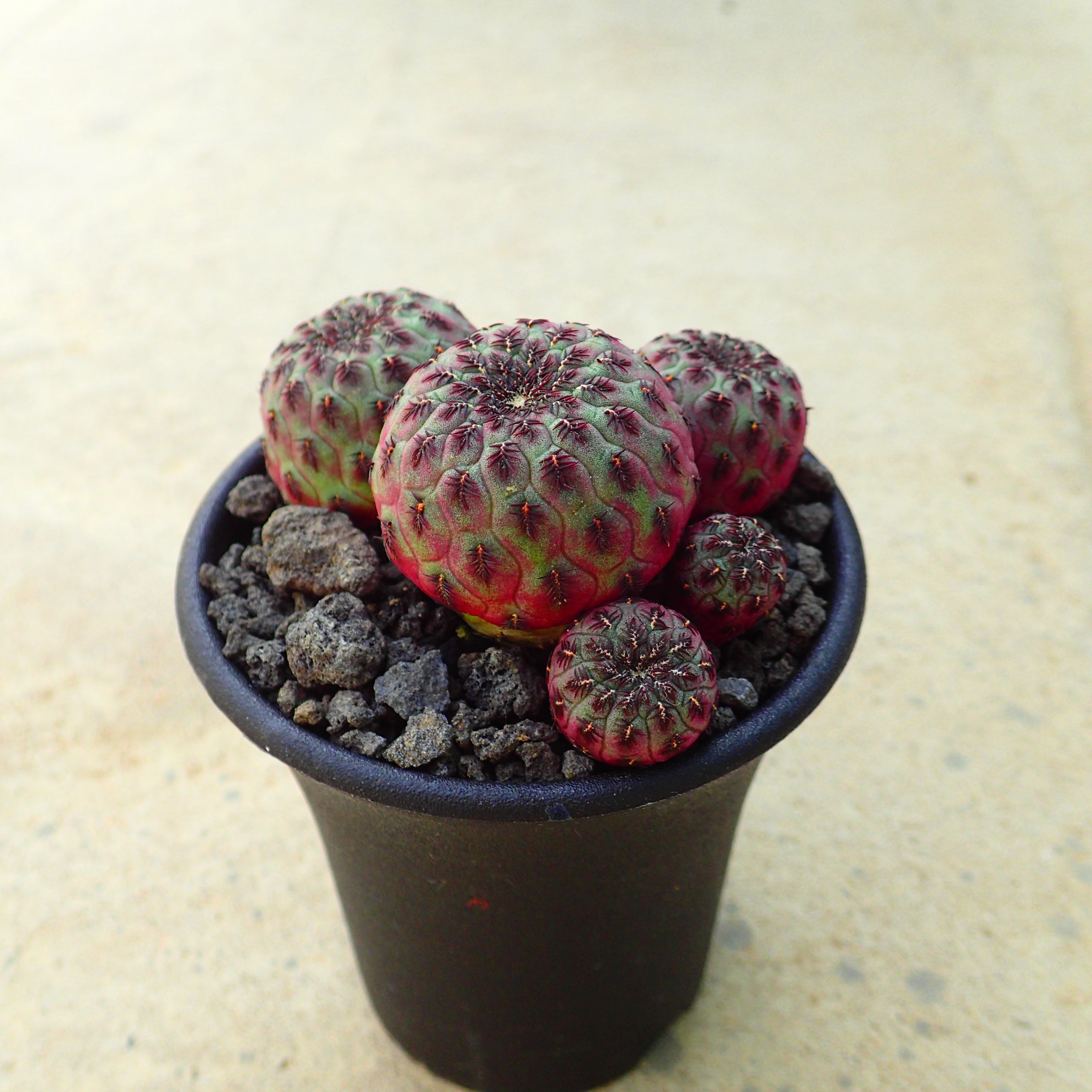 リプサリスサルコイアシ　抜き苗サボテン リプサリスサルコイアシ 抜き苗サボテン