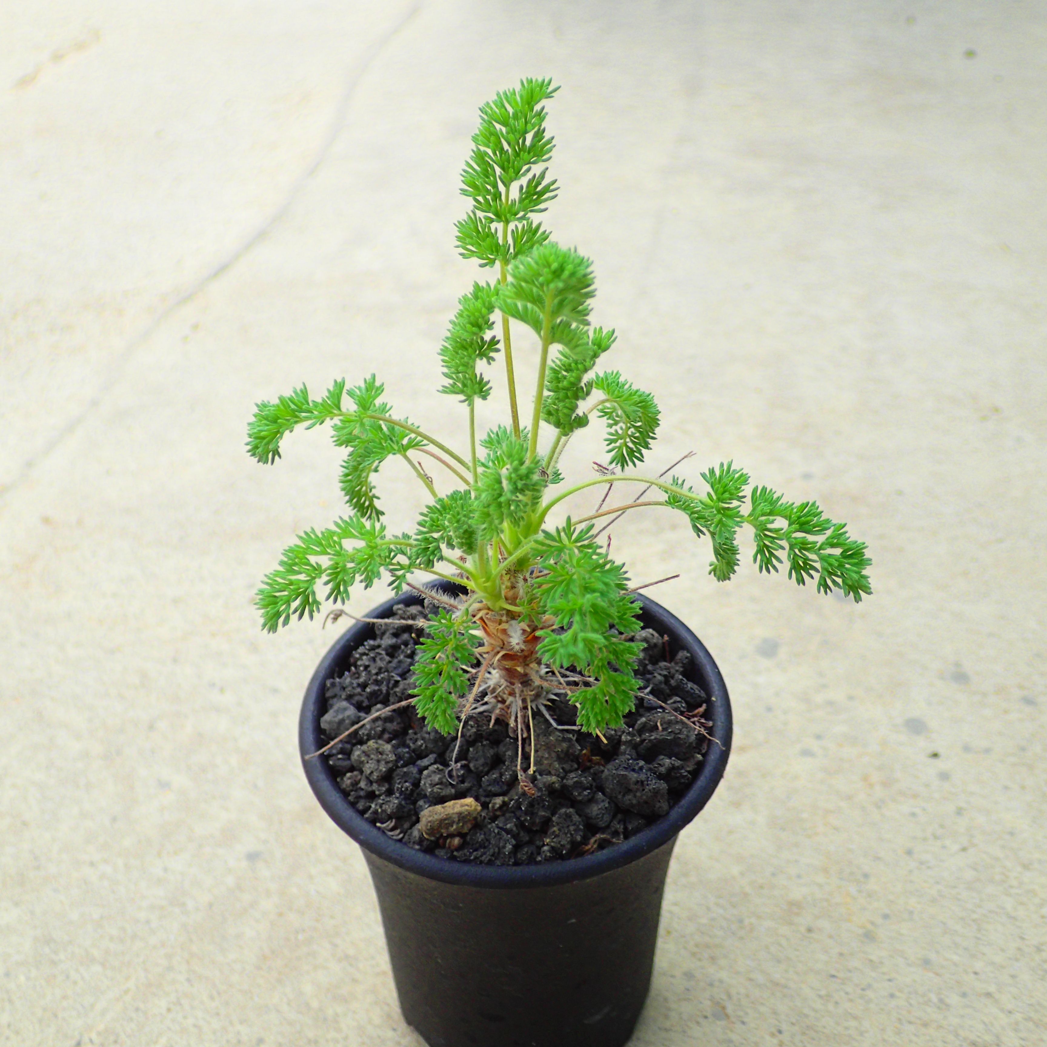 楽天市場】多肉植物 caエリオスペルマム ドレゲイ 実生 ケープバルブ