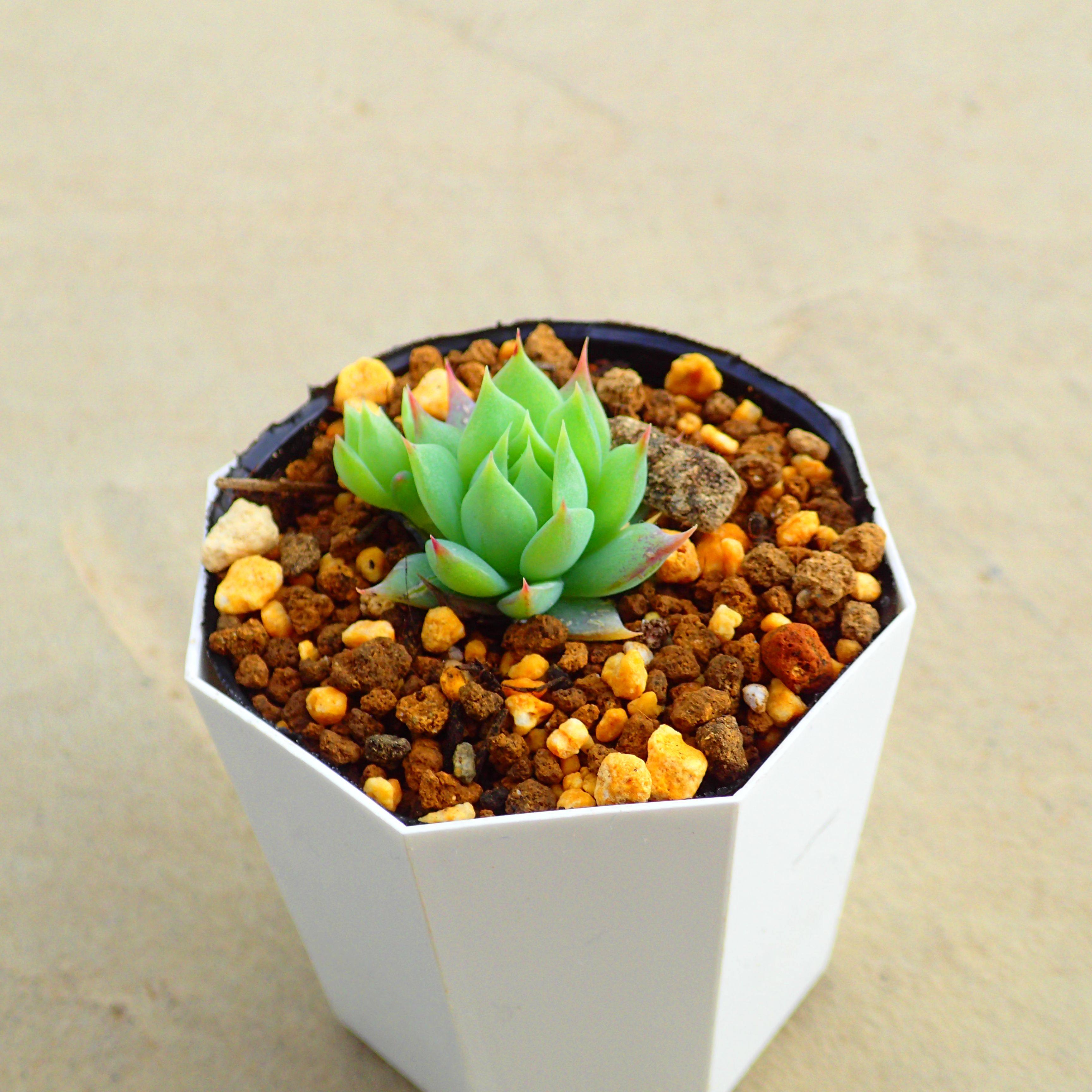 楽天市場】ベンバディス エケベリア 多肉植物 サボテン アガベ 塊根