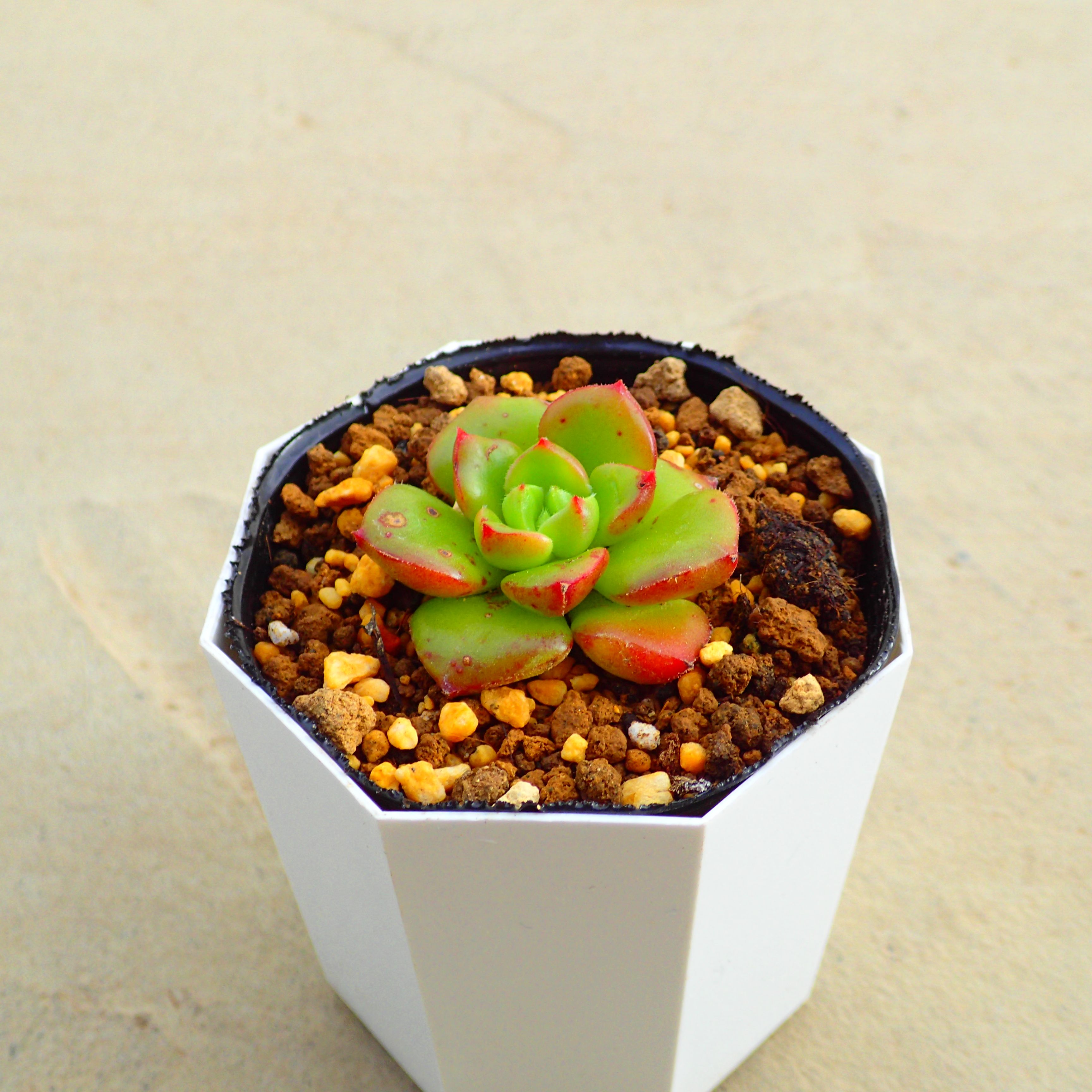 楽天市場】オベサ ユーフォルビア 多肉植物 ビザールプランツ サボテン