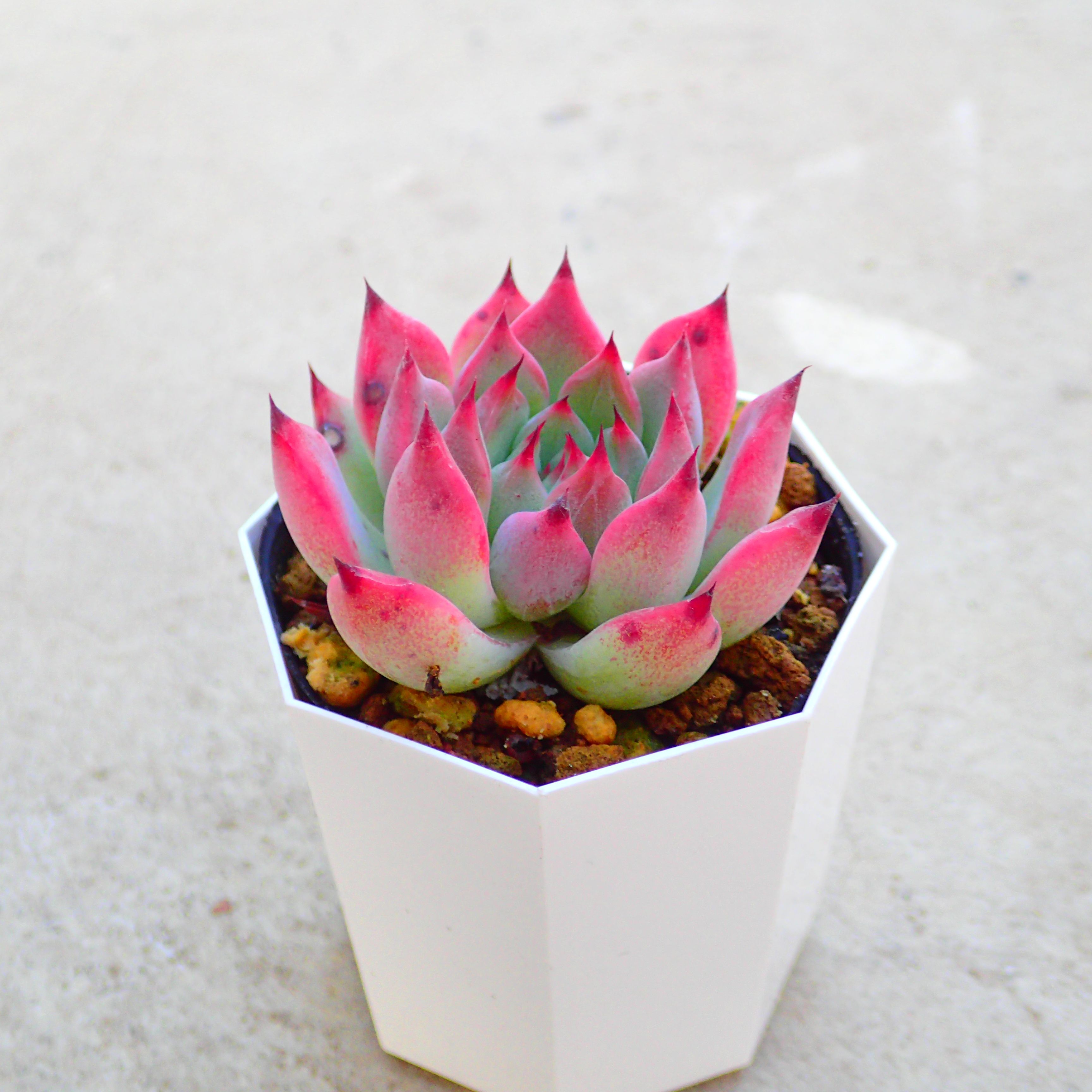 楽天市場】カシオ エケベリア 多肉植物 寄せ植え インテリア 観葉植物