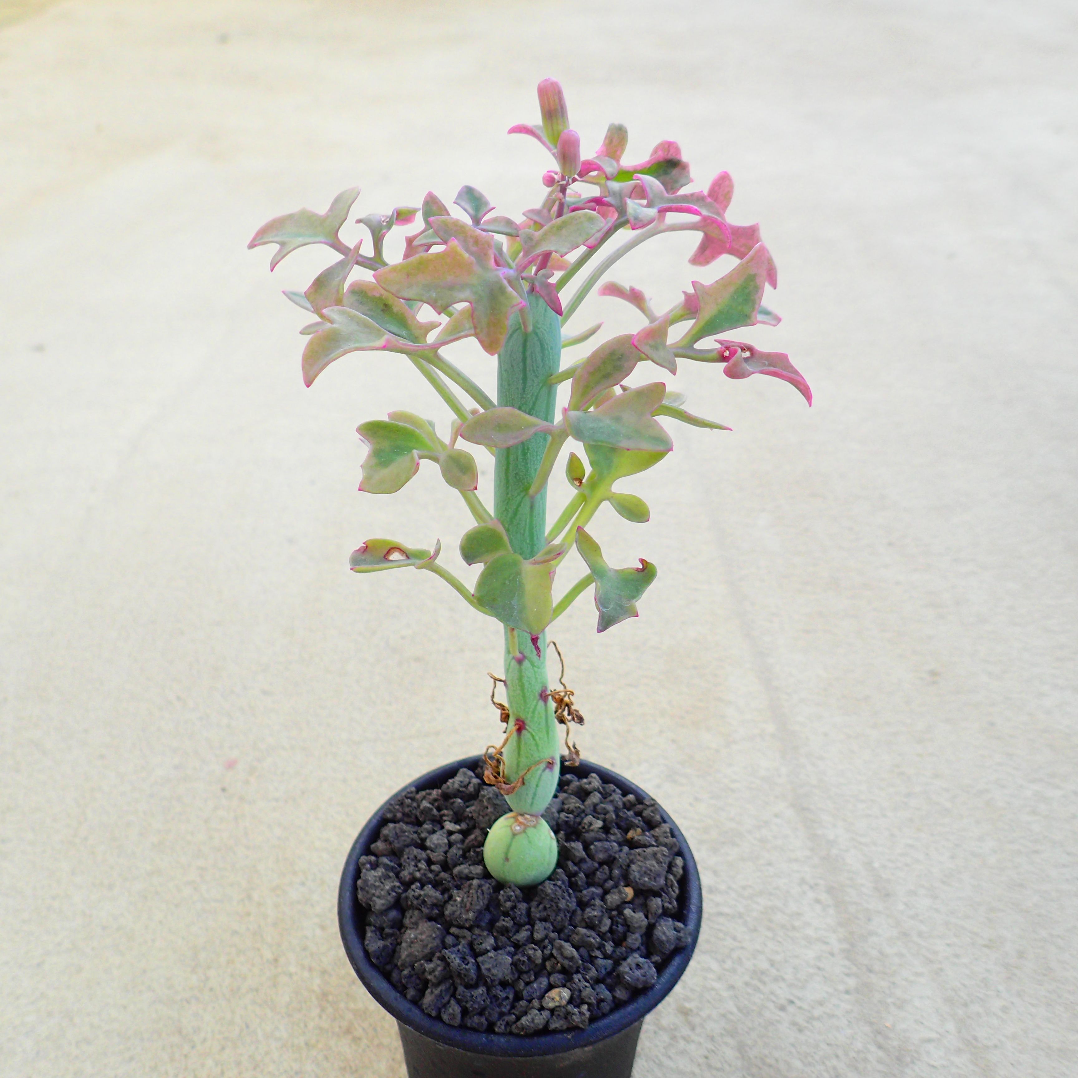 楽天市場】多肉植物 セネキオ 七宝樹錦 6cmポット 観葉植物 インテリア