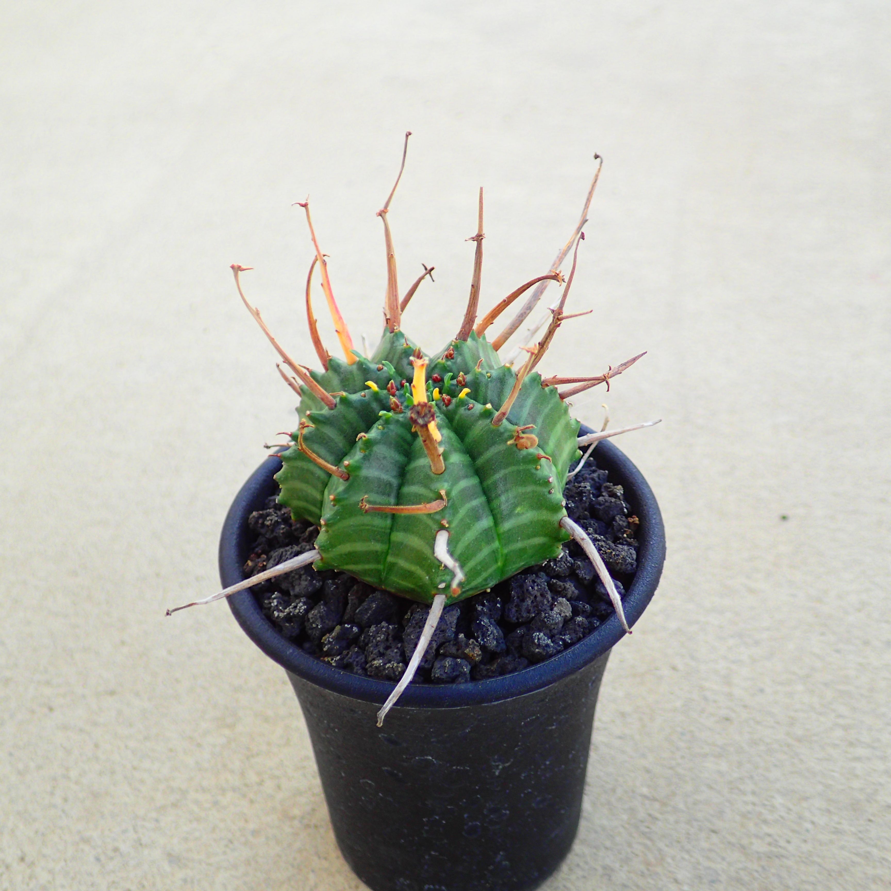 楽天市場】オベサ ユーフォルビア 多肉植物 ビザールプランツ サボテン