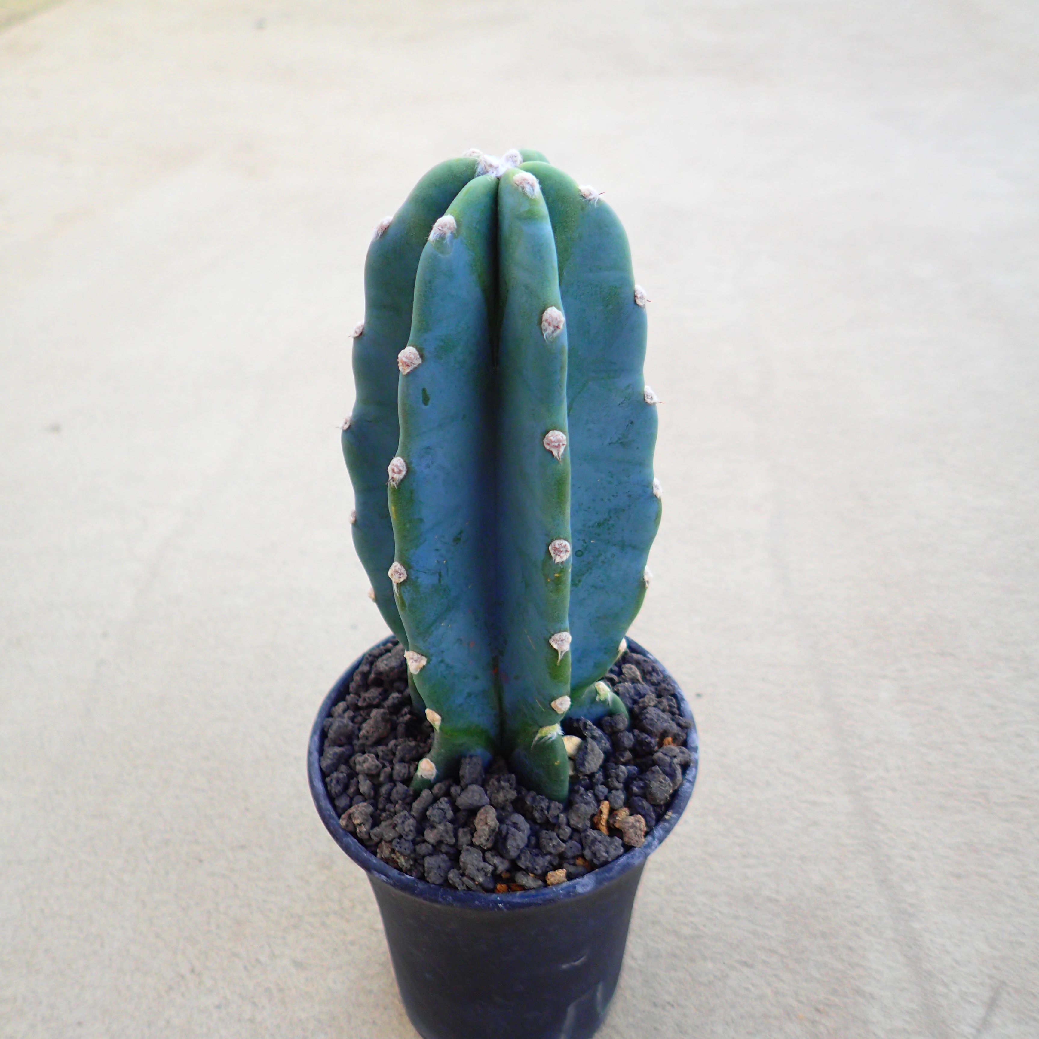 楽天市場】魔紅キリン ユーフォルビア 多肉植物 ビザールプランツ