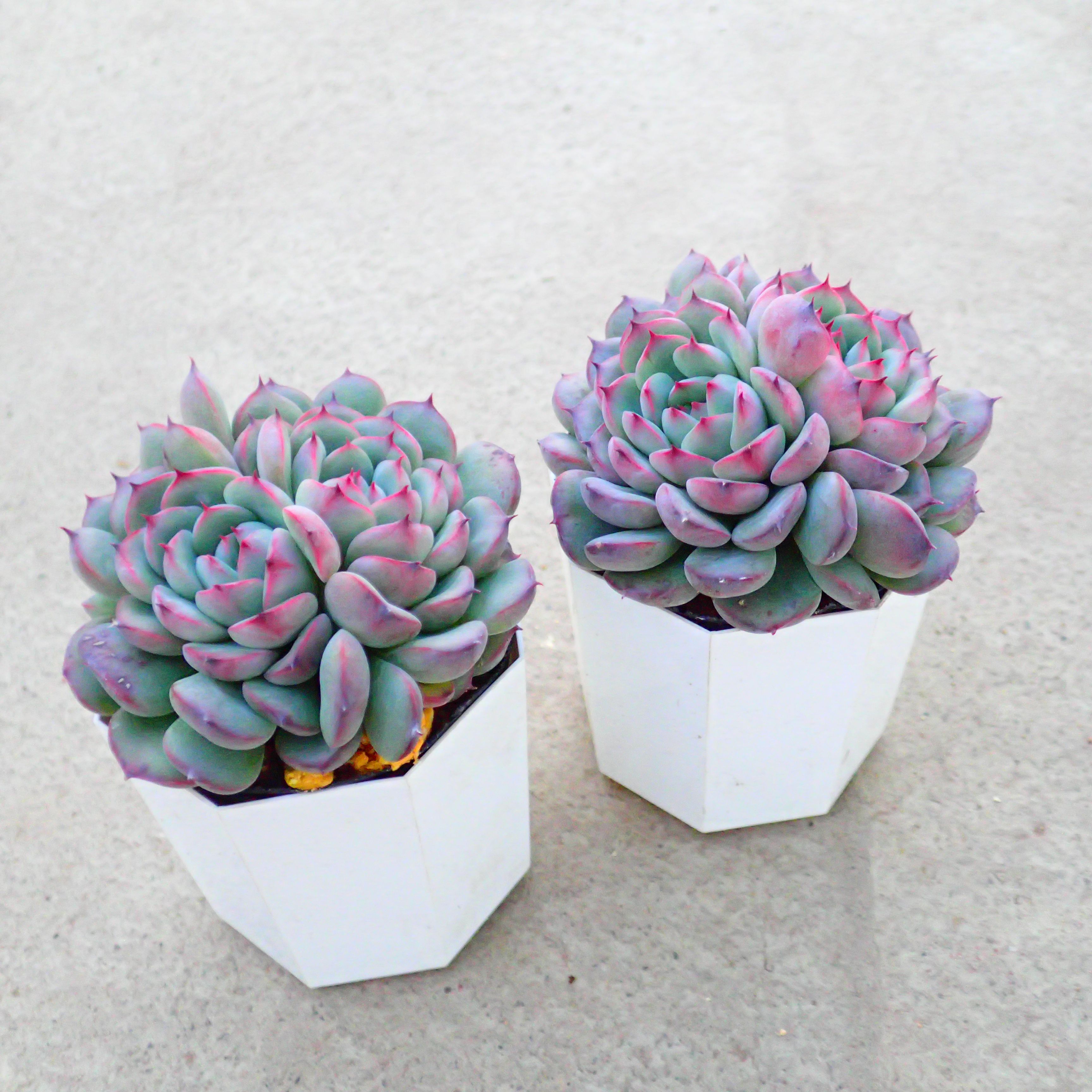 楽天市場】スティールハート エケベリア 多肉植物 サボテン アガベ