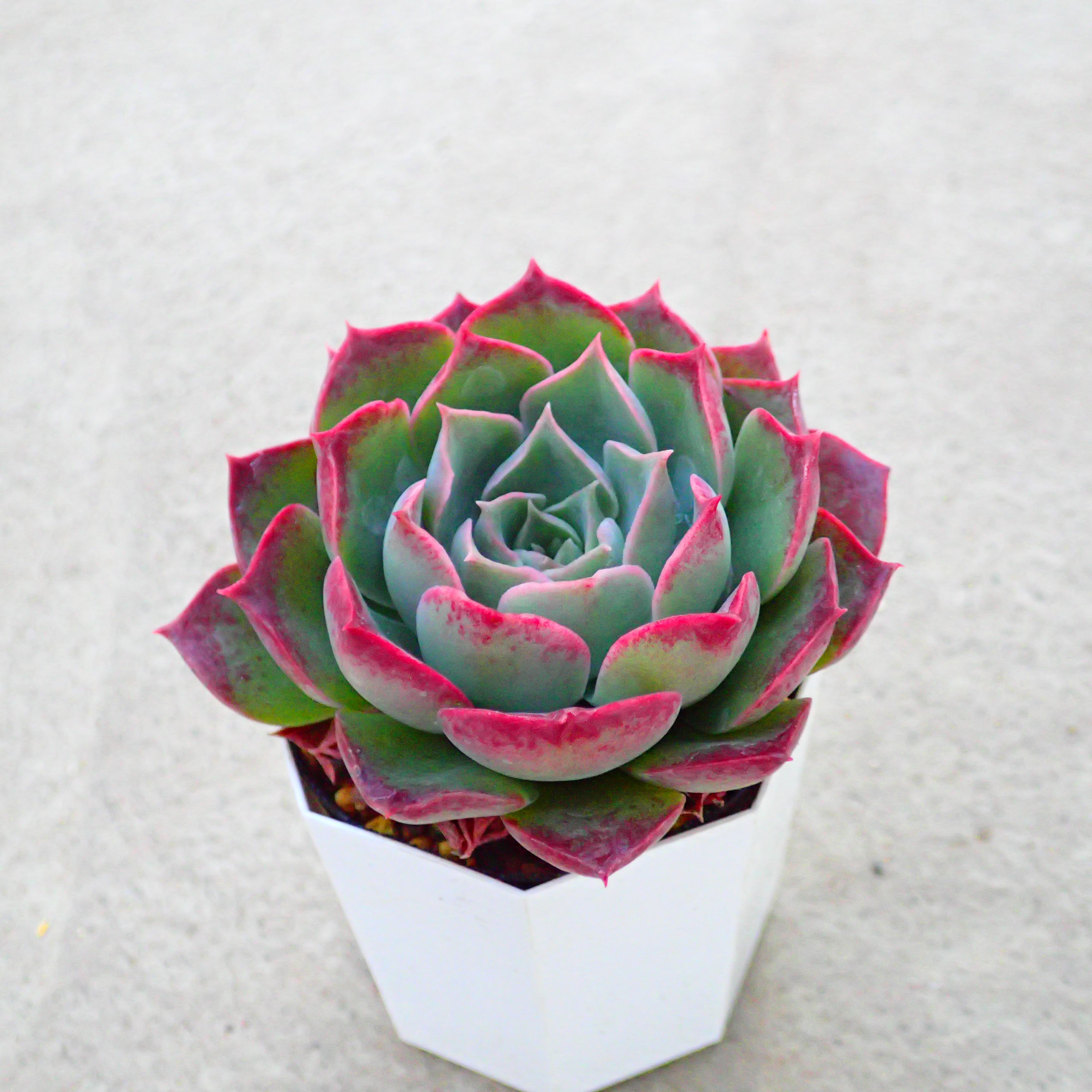 楽天市場】ベンバディス エケベリア 多肉植物 サボテン アガベ 塊根