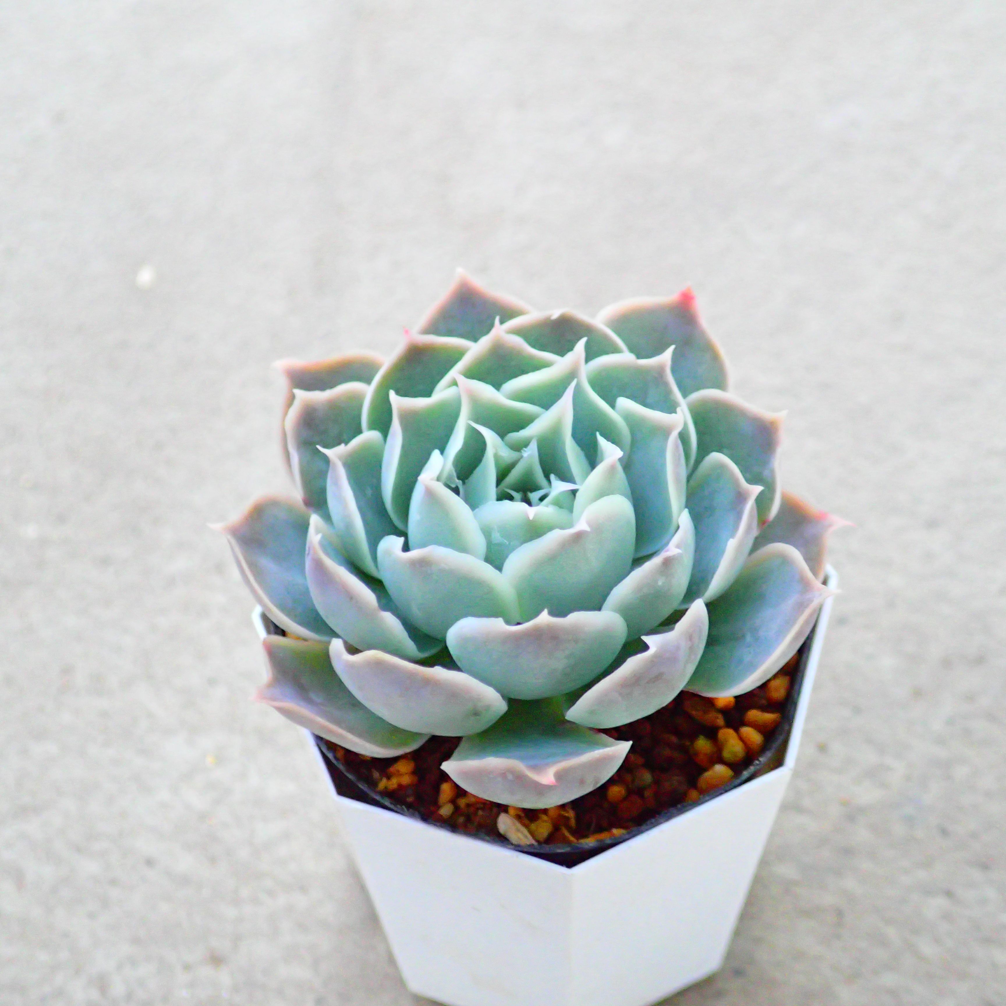 多肉 Steal Heart 多肉 Steal Heart スティールハート – 多肉植物の通販・販売サイト tawawa