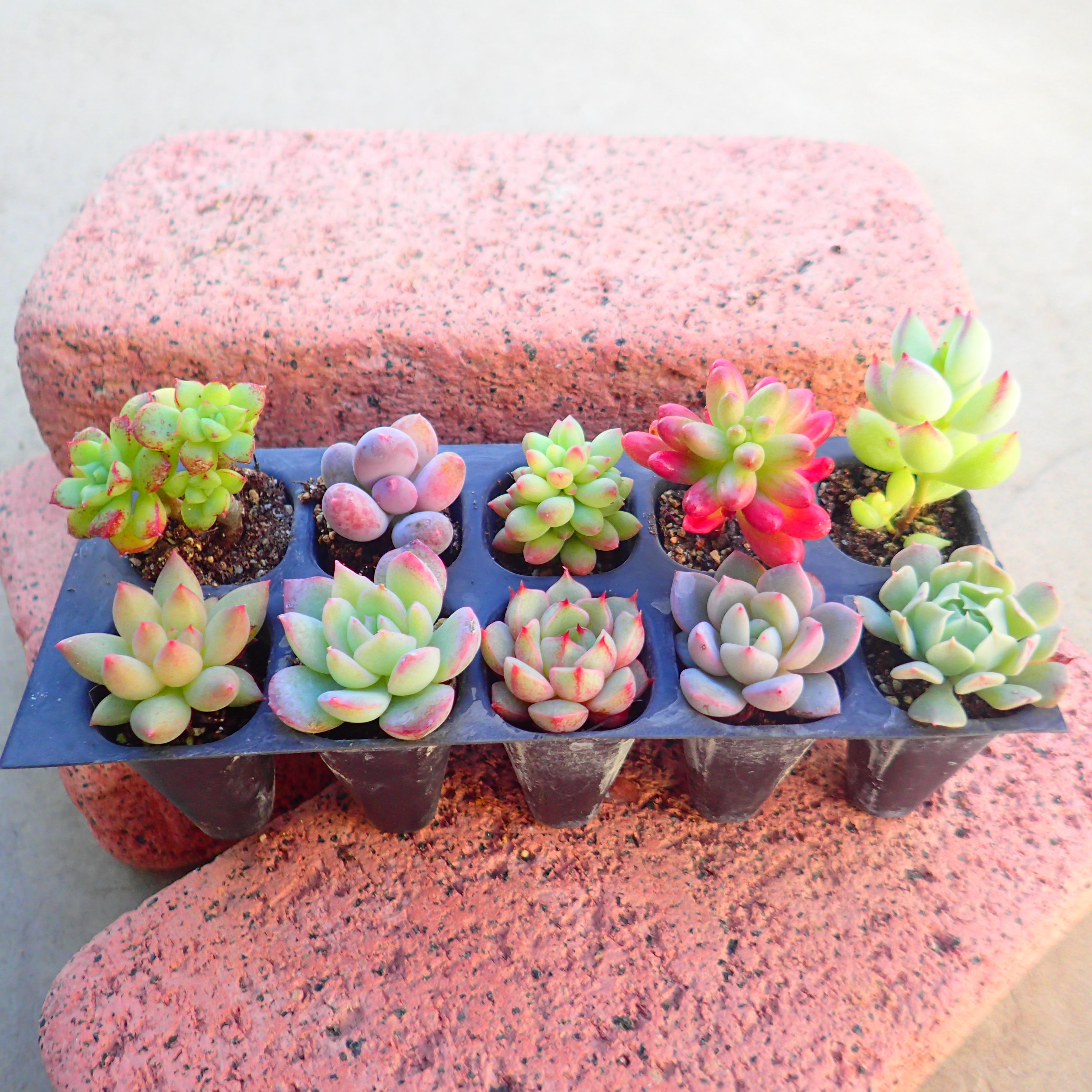 楽天市場】多肉植物【淡雪】(多肉 植物 販売)グラプトペタルム あわ